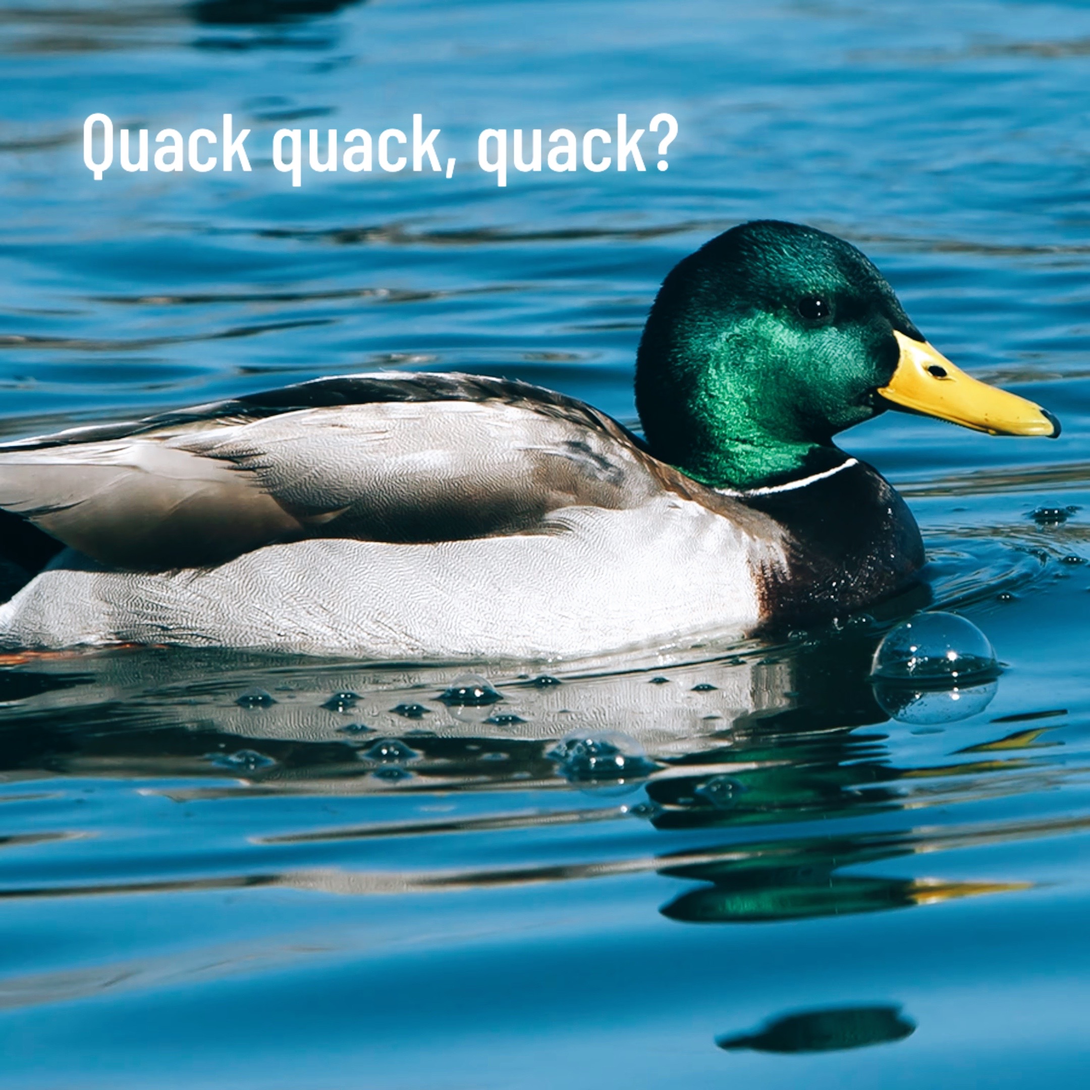 @Sir Quackington