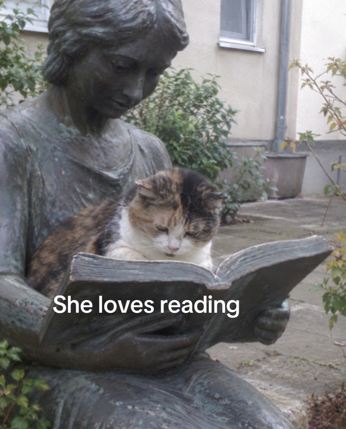 @cat memes