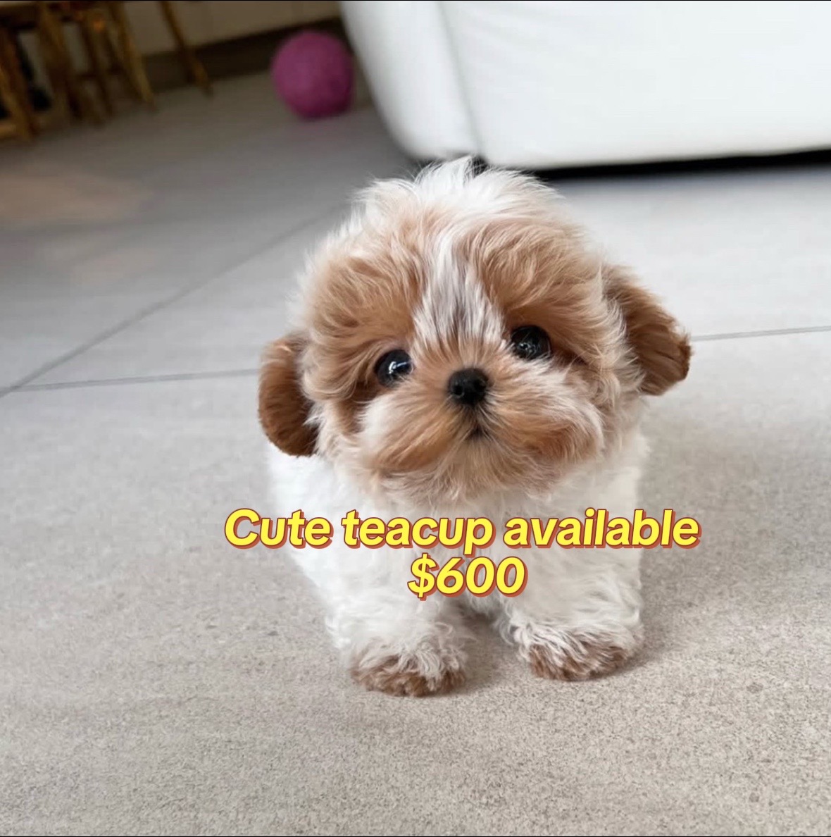 @Aloha Teacup Puppies