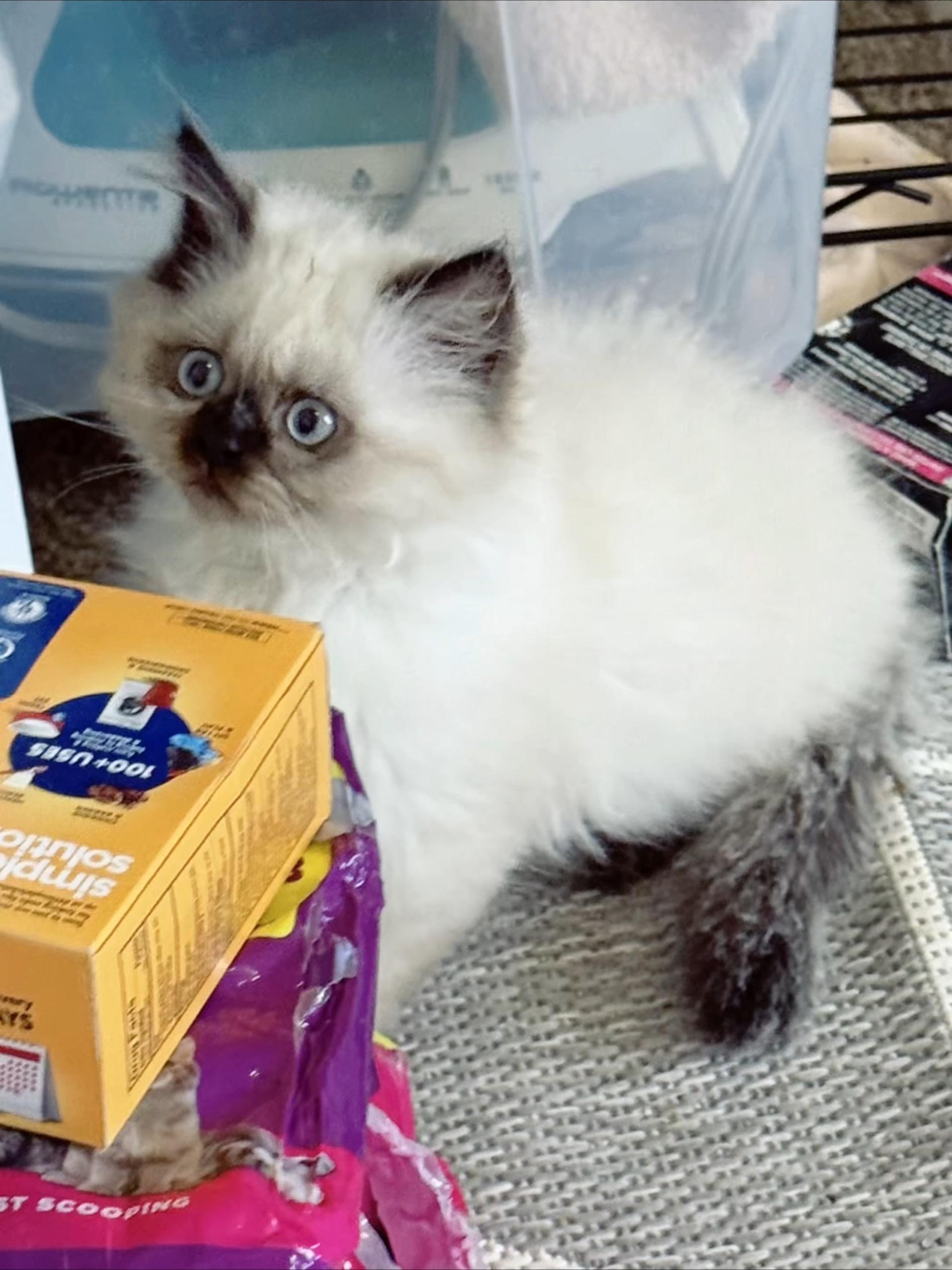 @PersianKitten
