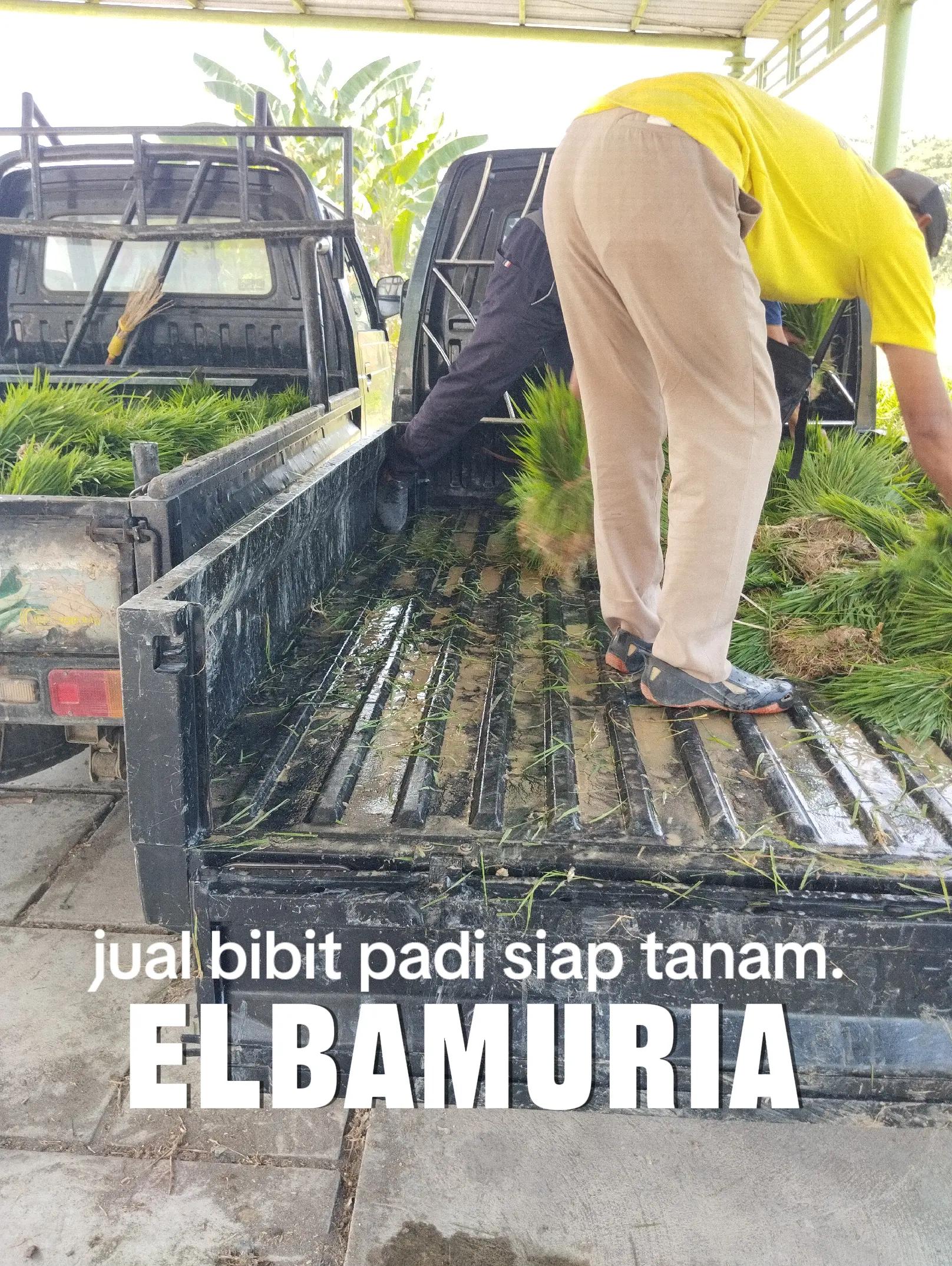 @elbamuria