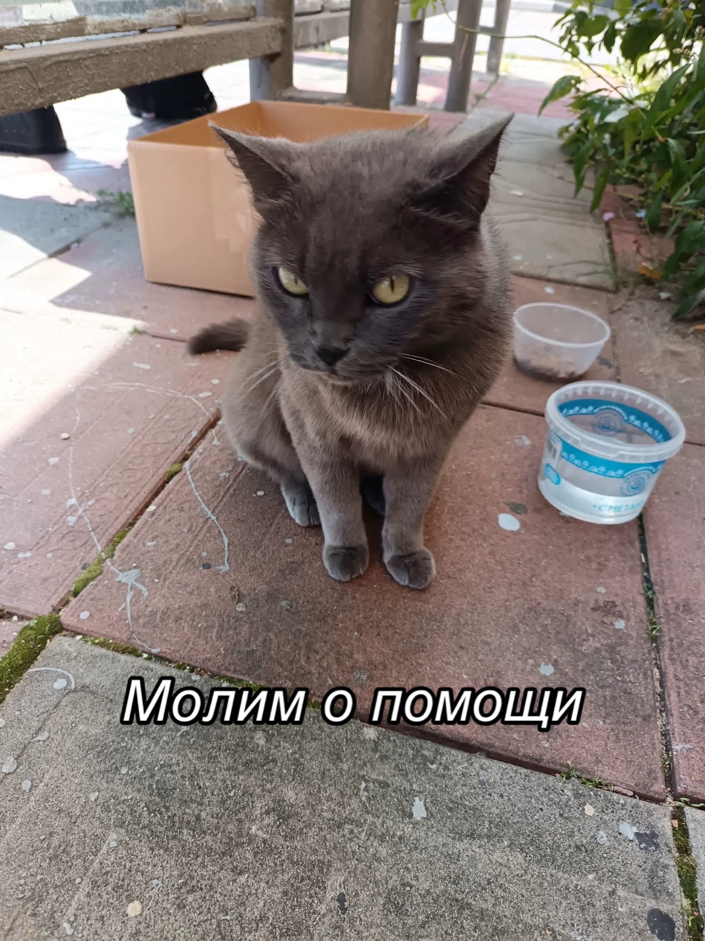 @Приют Потеряшка