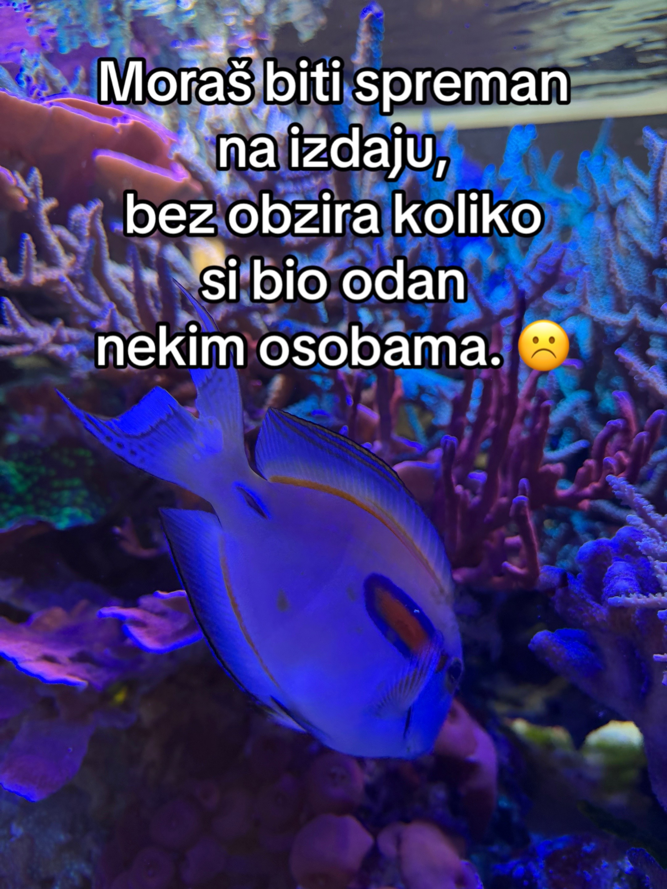 @Gospodjica.Violeta