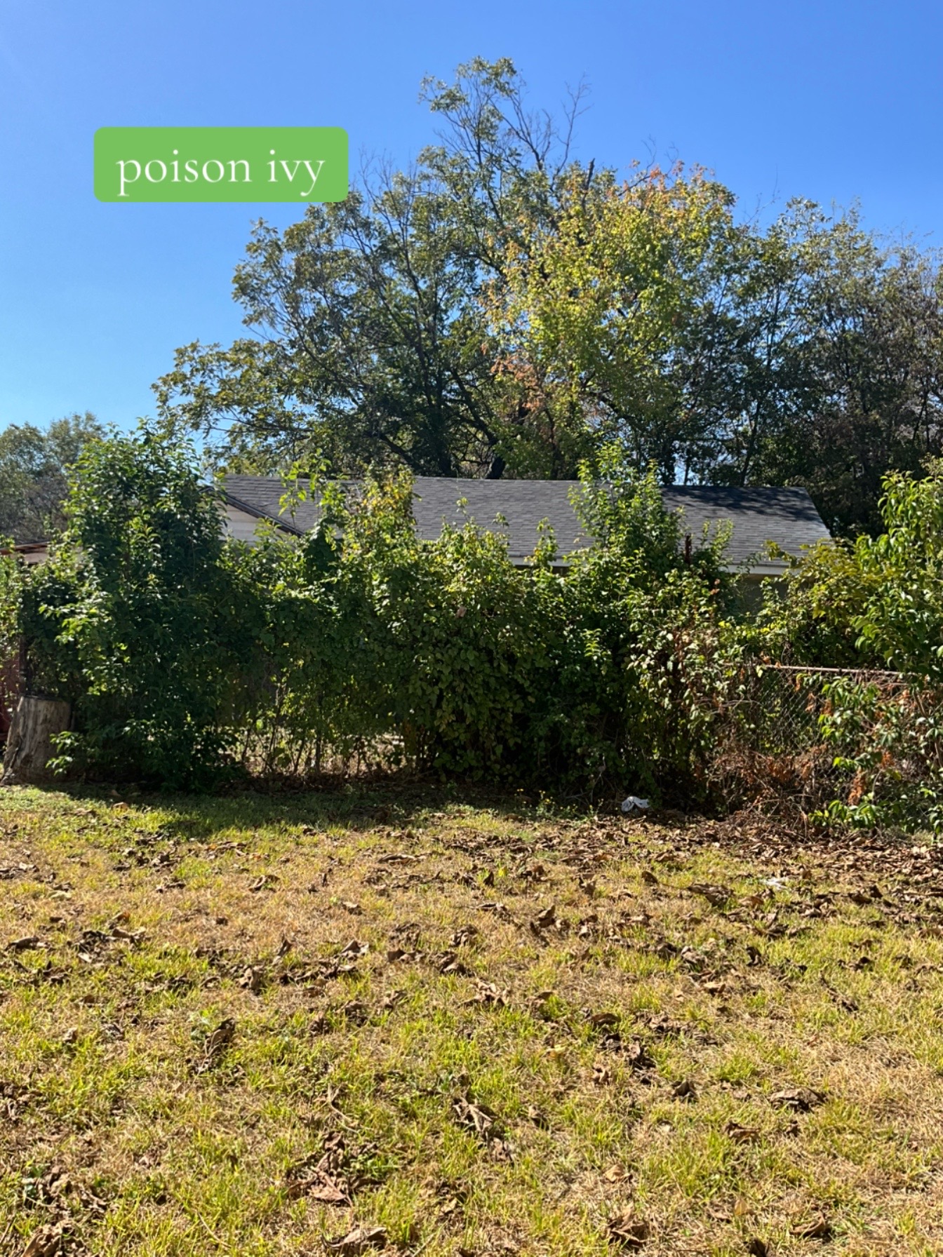 @Live Oak Tree Service