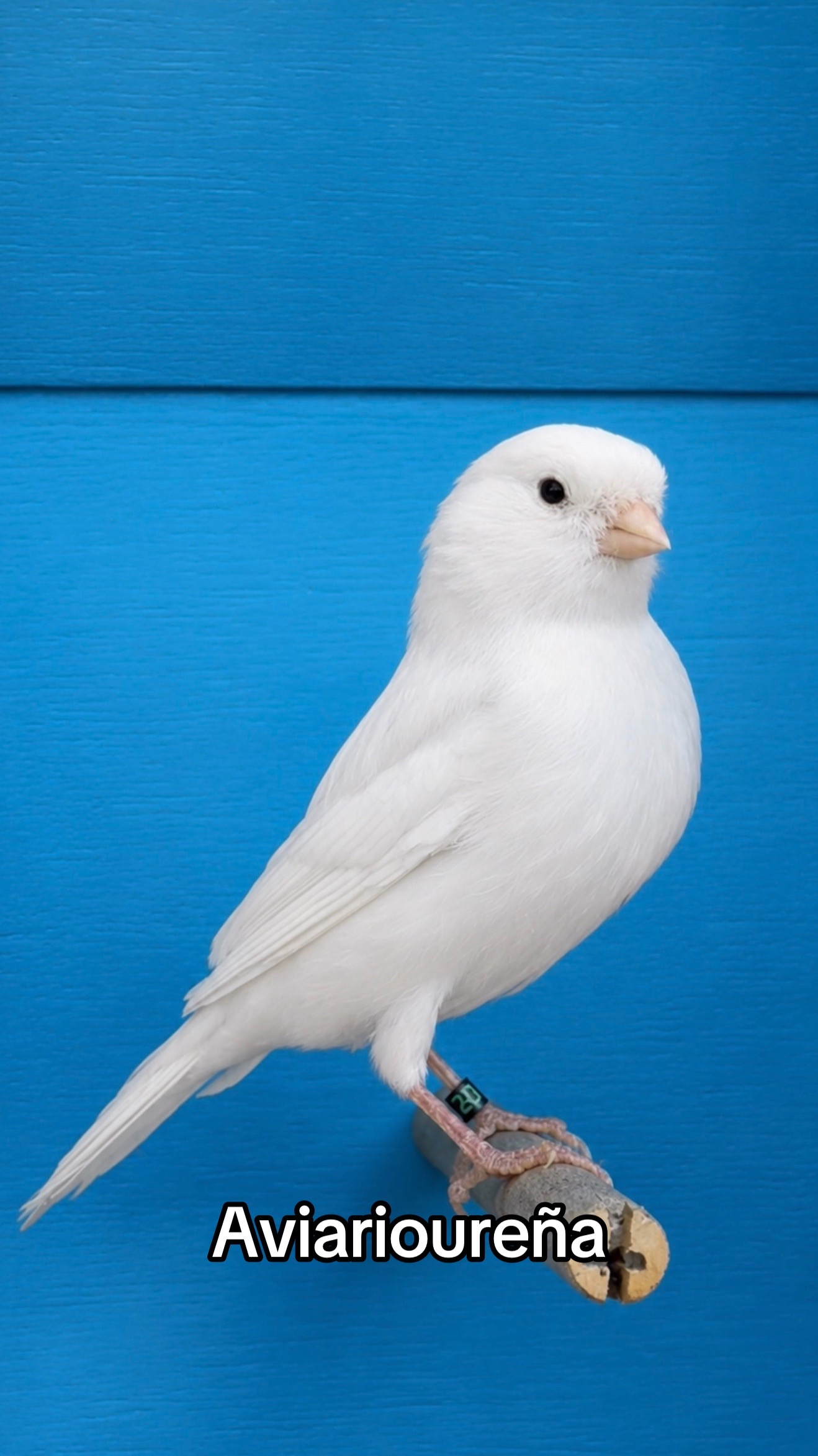 @AviarioUreña