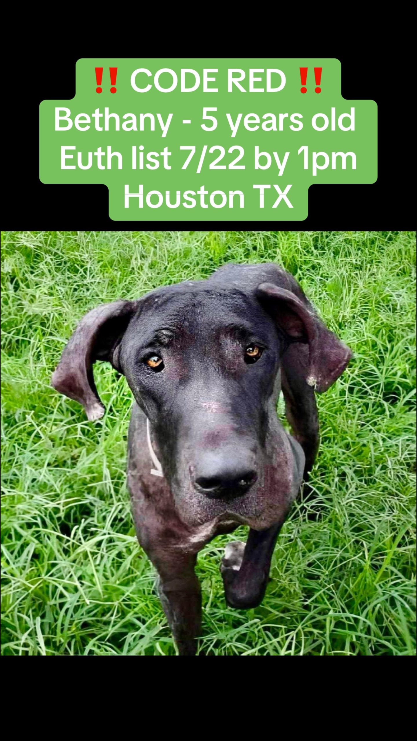 @Save the dogs 🐶