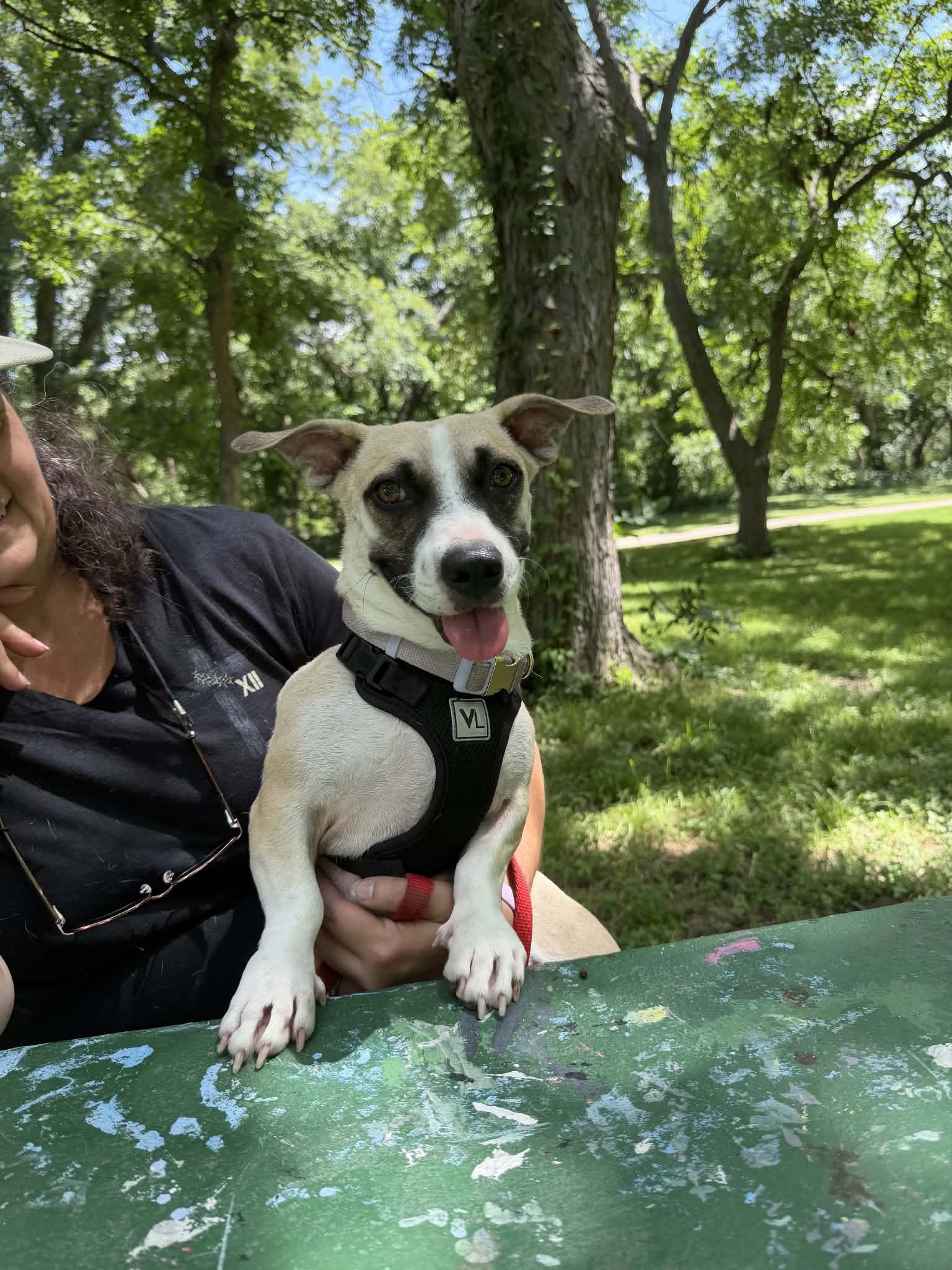 @Paws Deep Animal Rescue