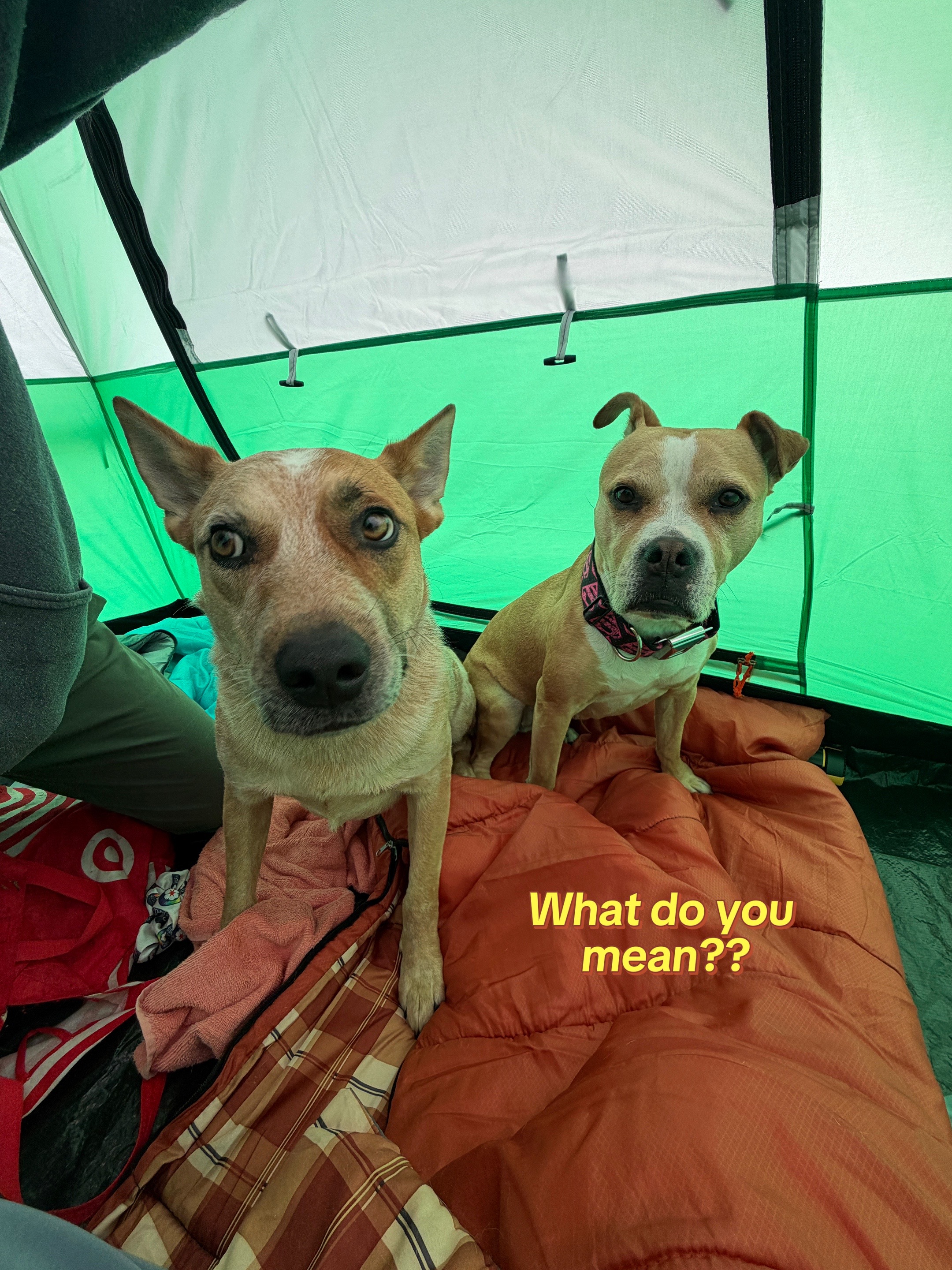 @dogstrainjen
