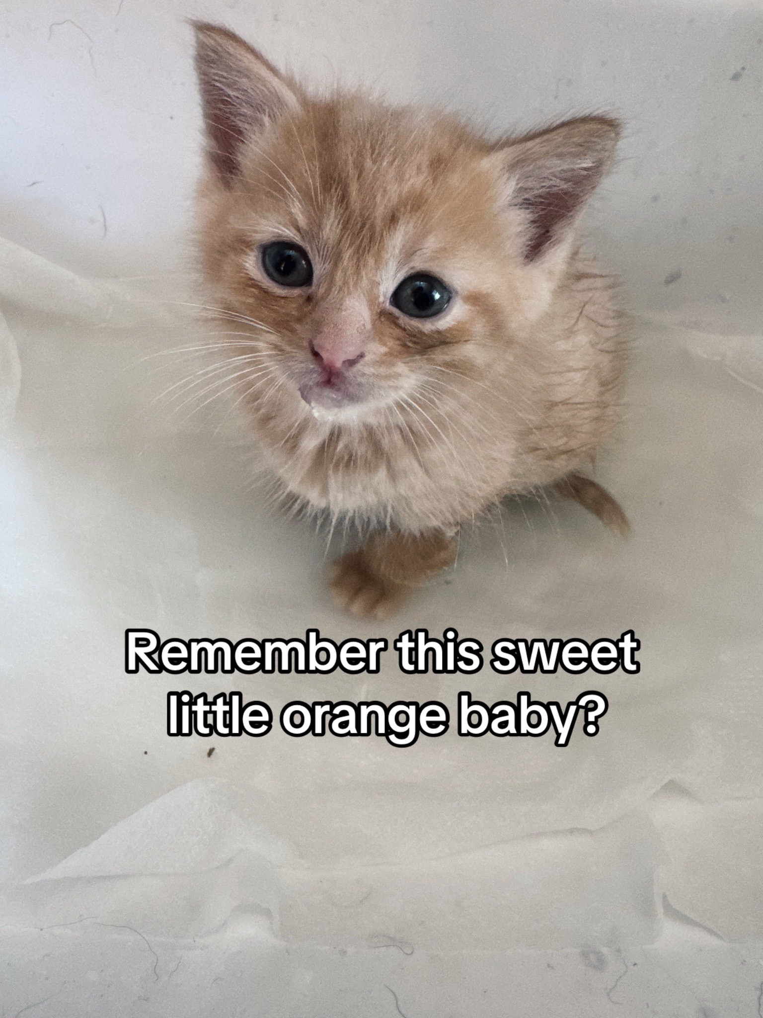 @Kovu’s Kitties
