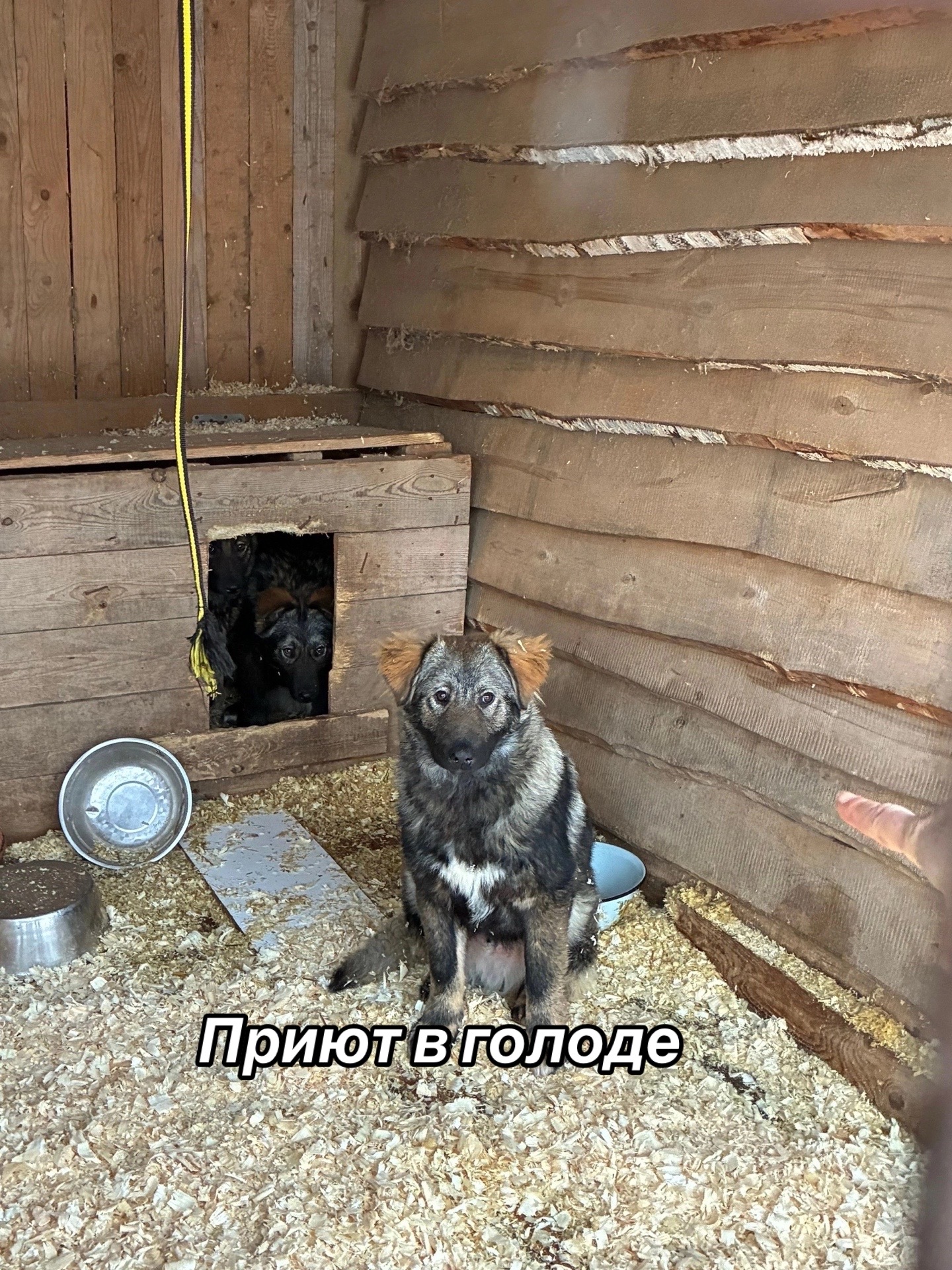 @Приют для животных Потеряшка