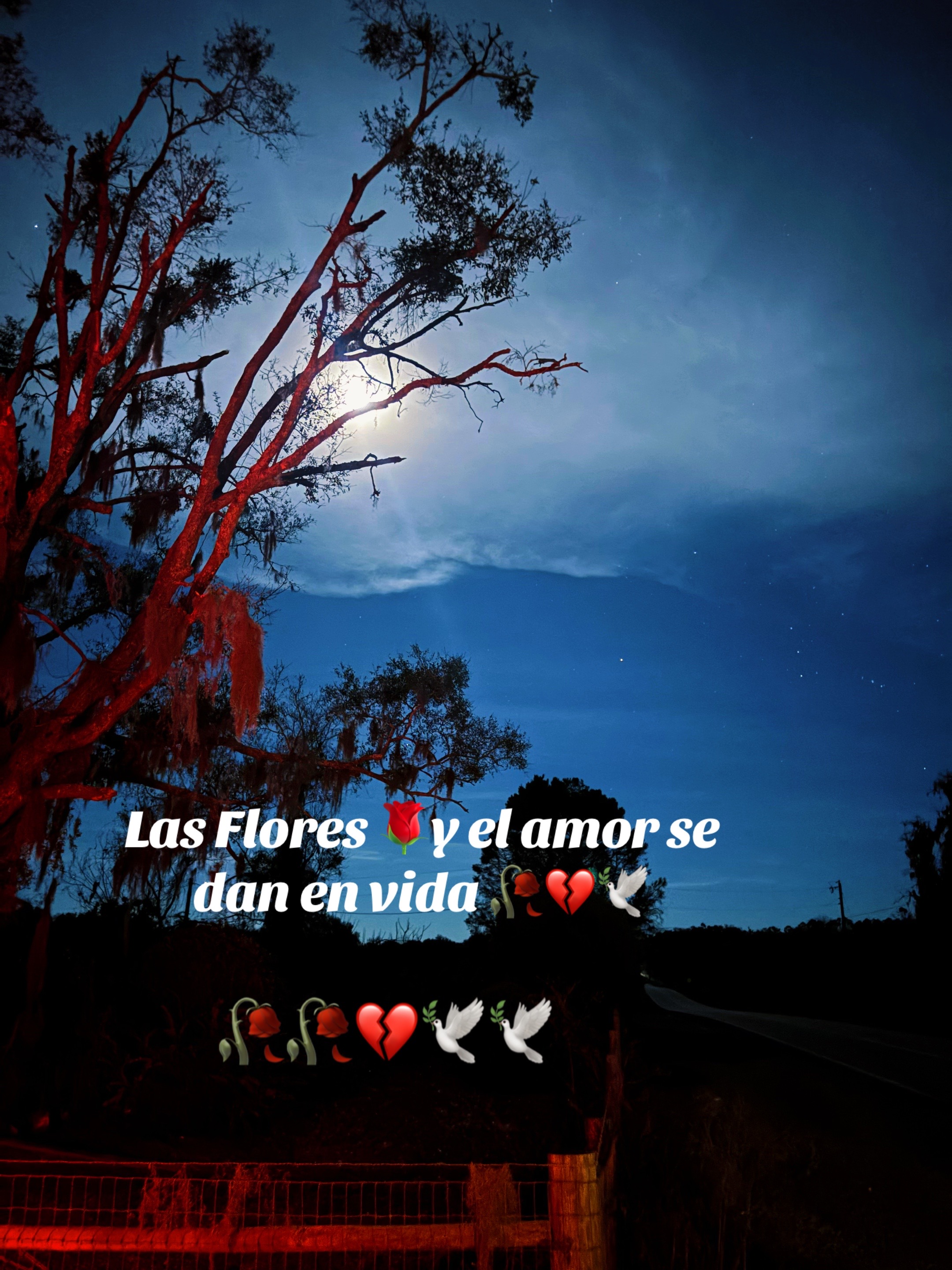 @💚🤍❤️{🌹}&yen;;
