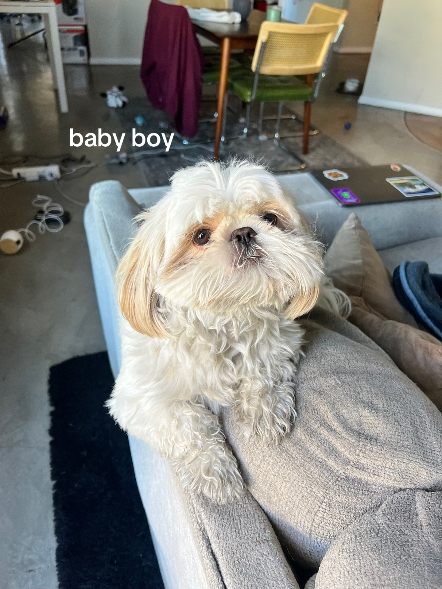 @Hugh the Shih Tzu