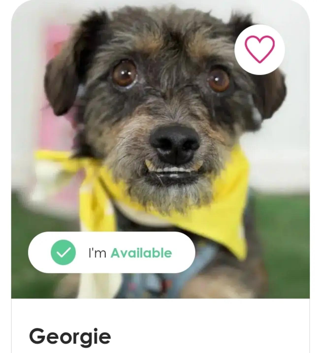 @Amazing Dogs Rescue