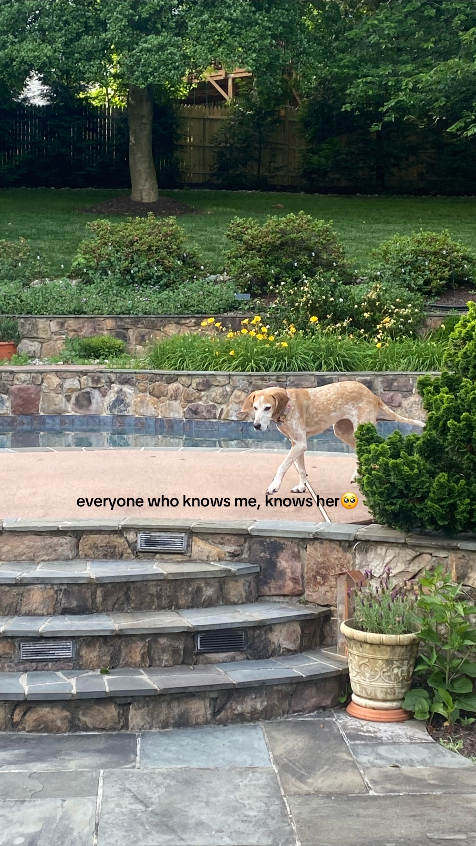 @beaneyweeney