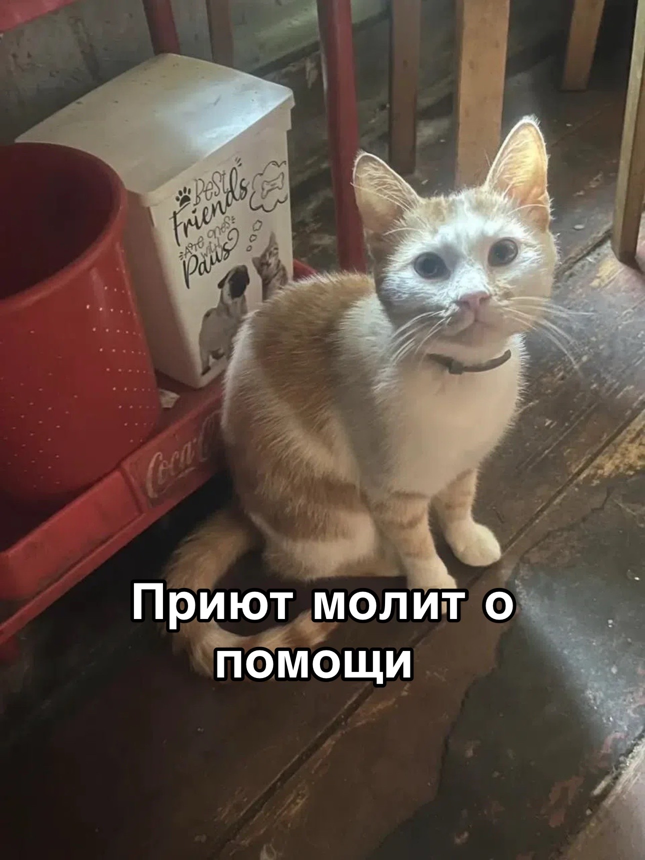 @Приют Потеряшка