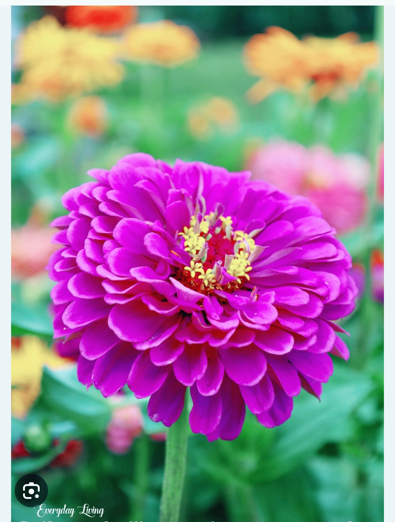 @kumardahal68