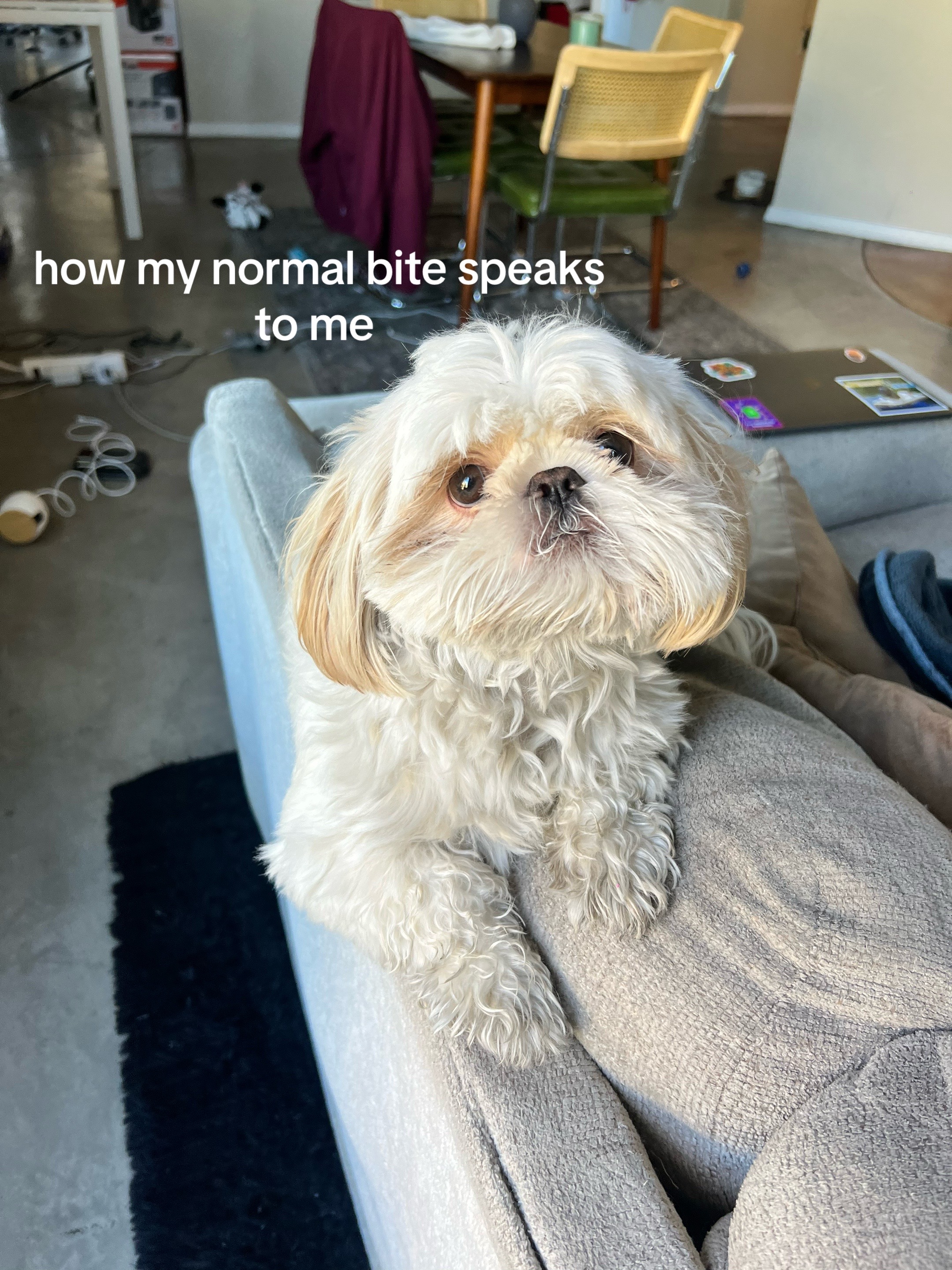 @Hugh the Shih Tzu