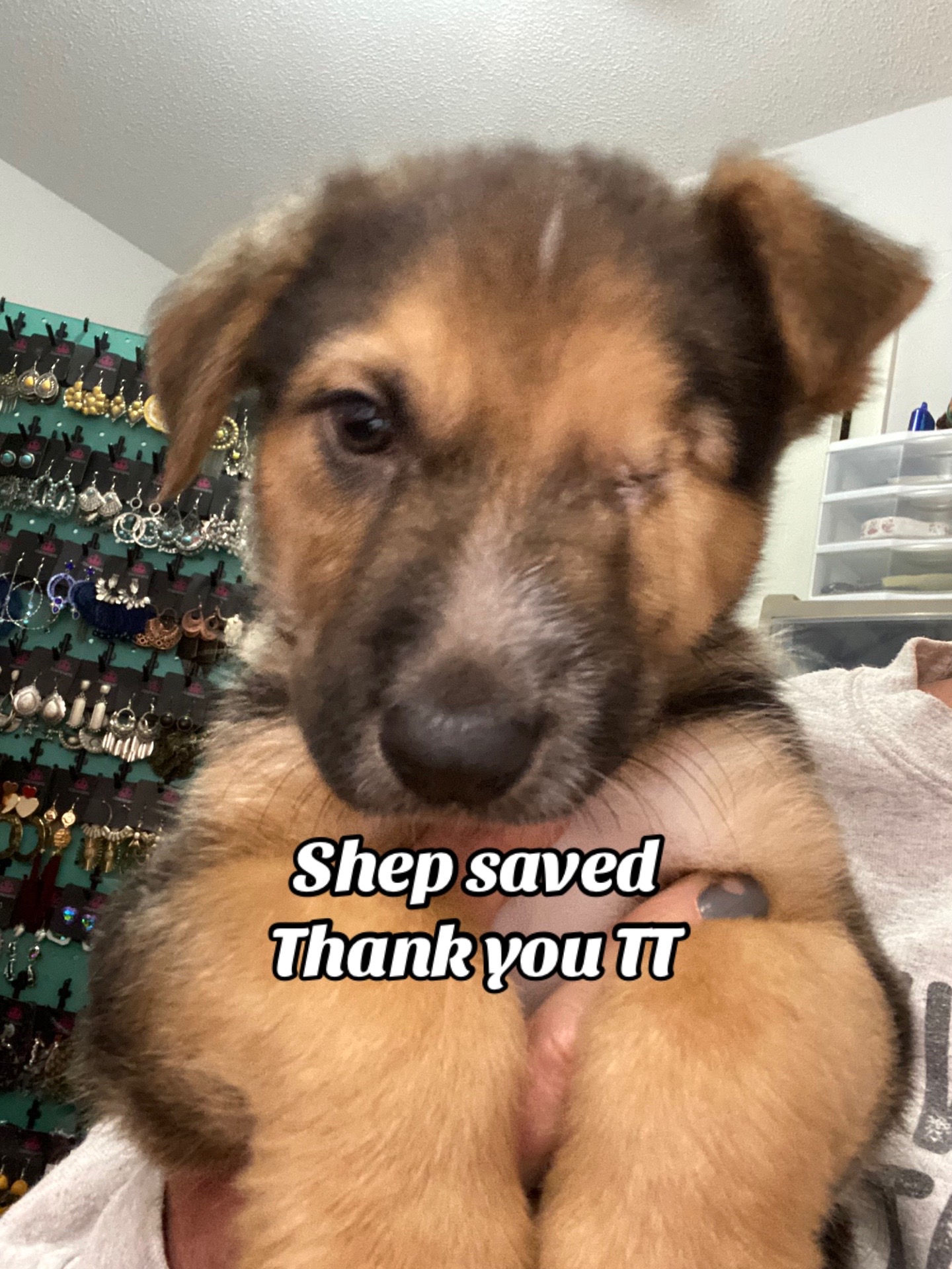 @Jessica ForgottenDogLeague