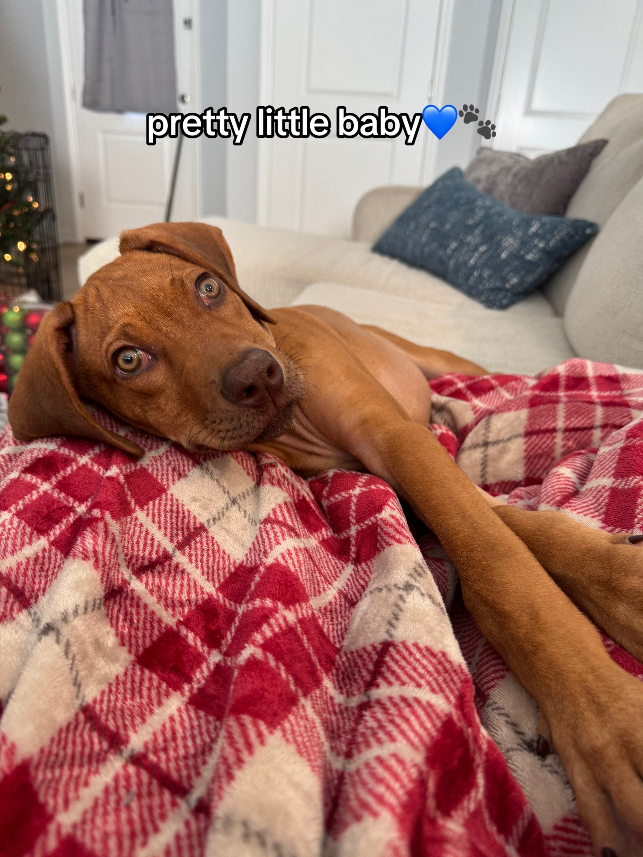 @Blue the Ridgeback