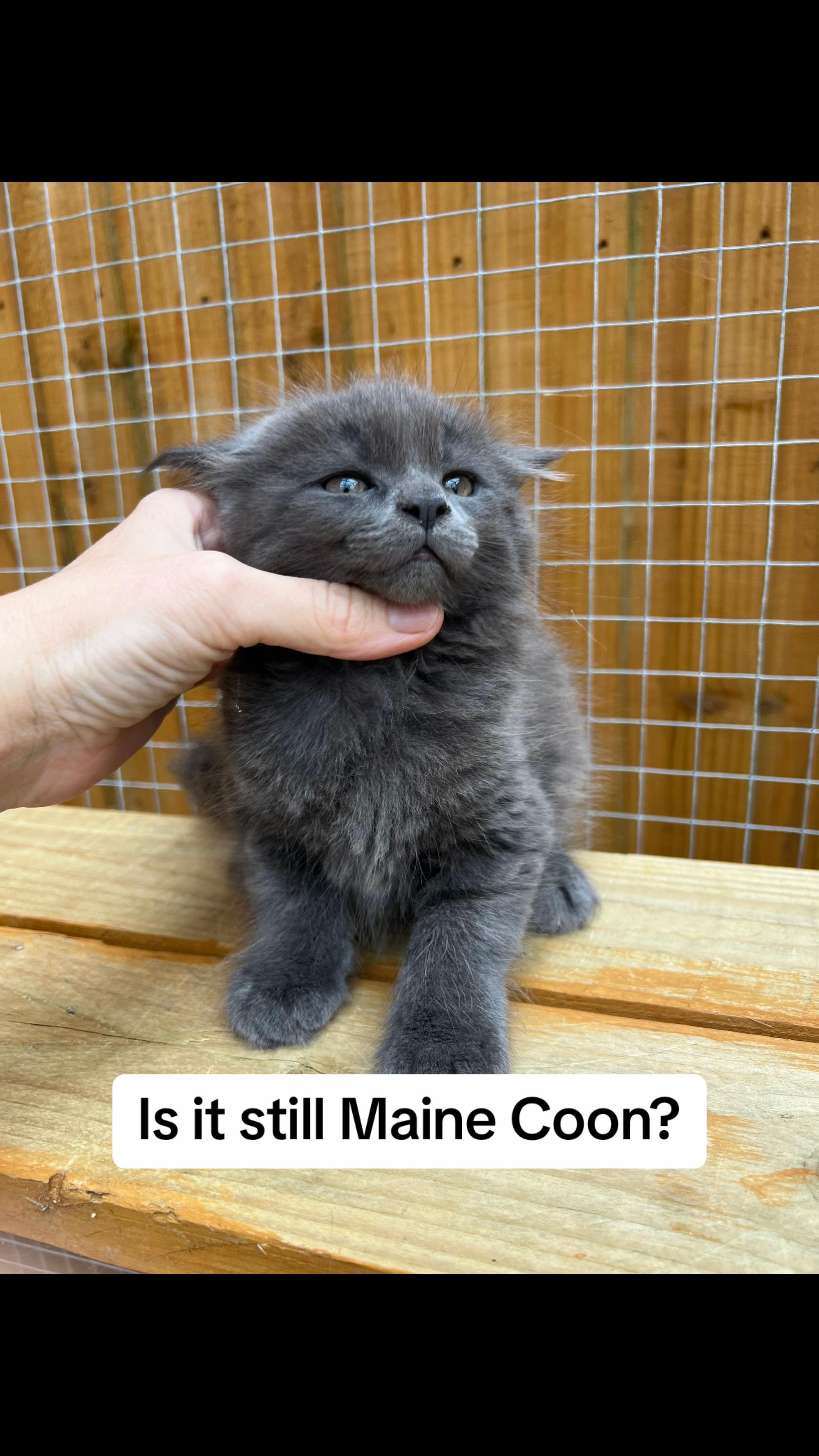 @Meercats MaineCoon