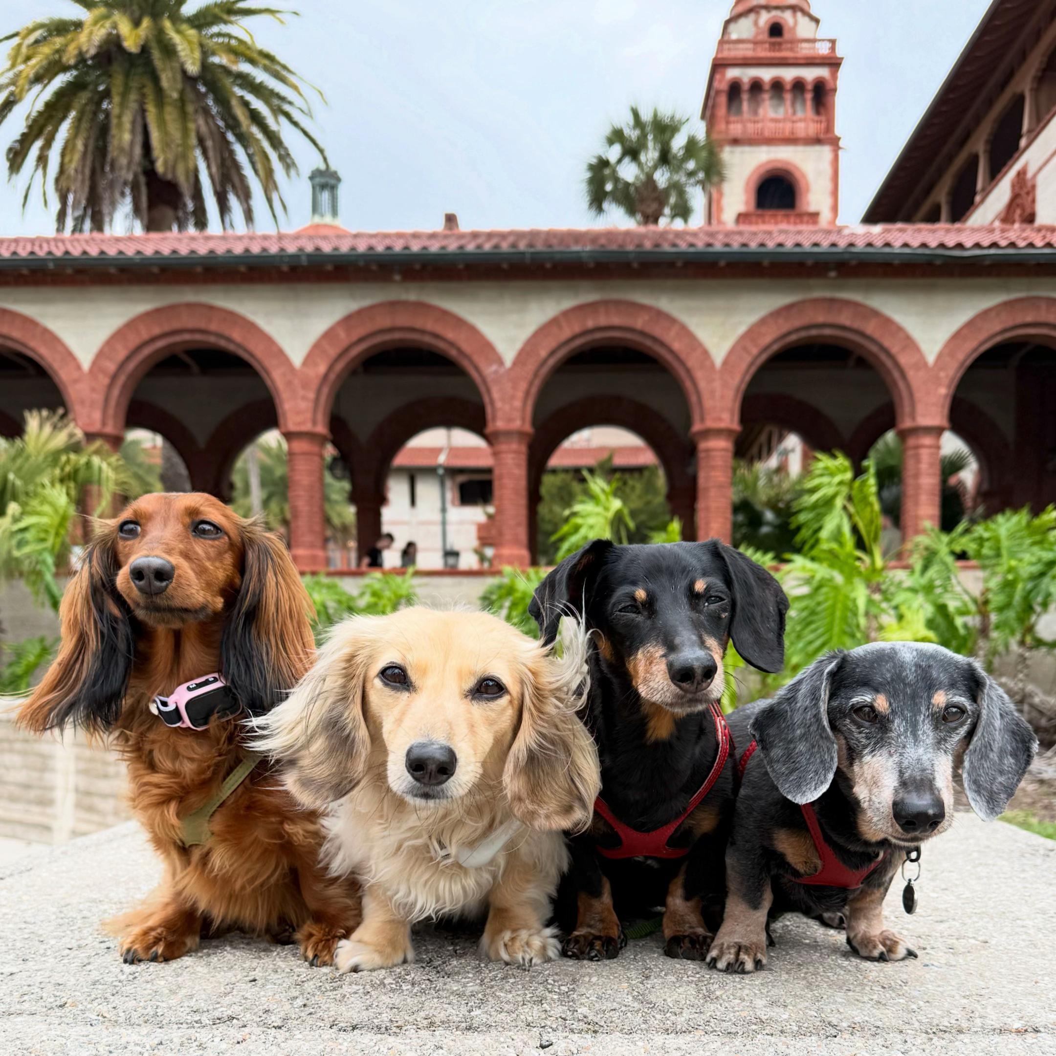 @Crusoe the Dachshund
