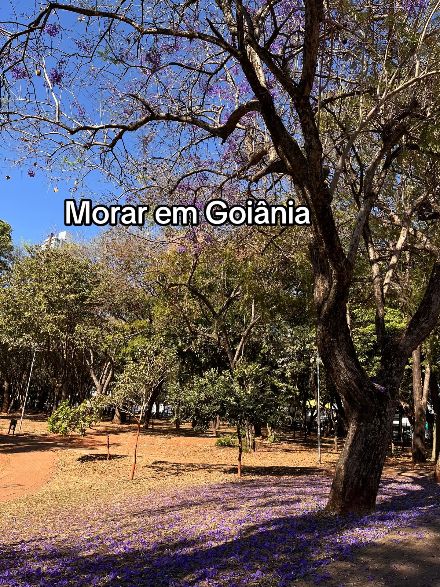@Paixão Goiana
