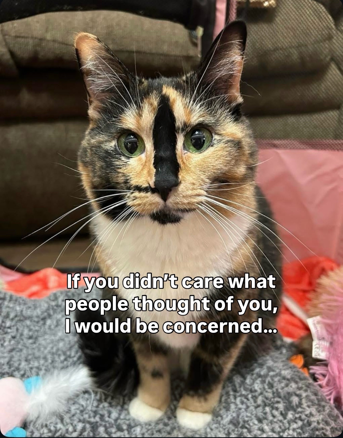 @SnickersTheSmilingCat