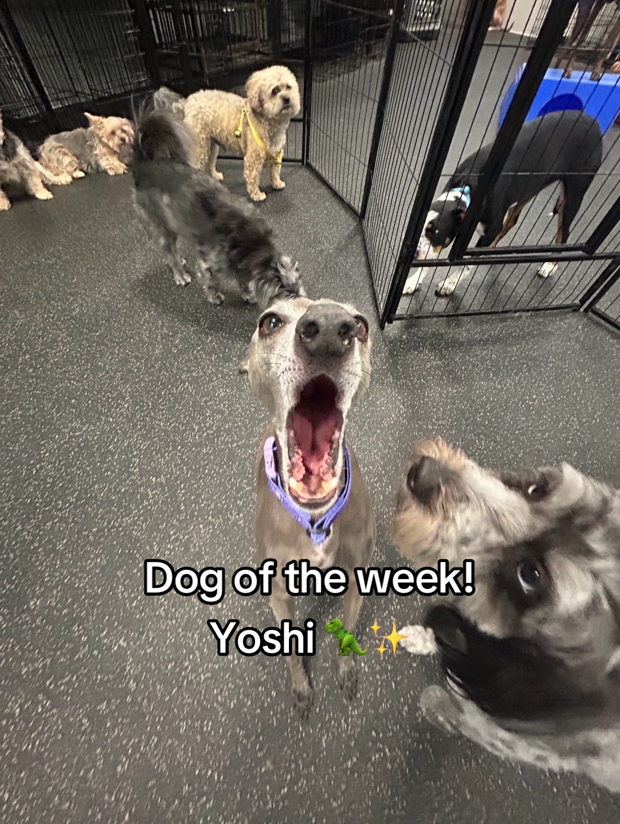 @Dogtopia South Ann Arbor
