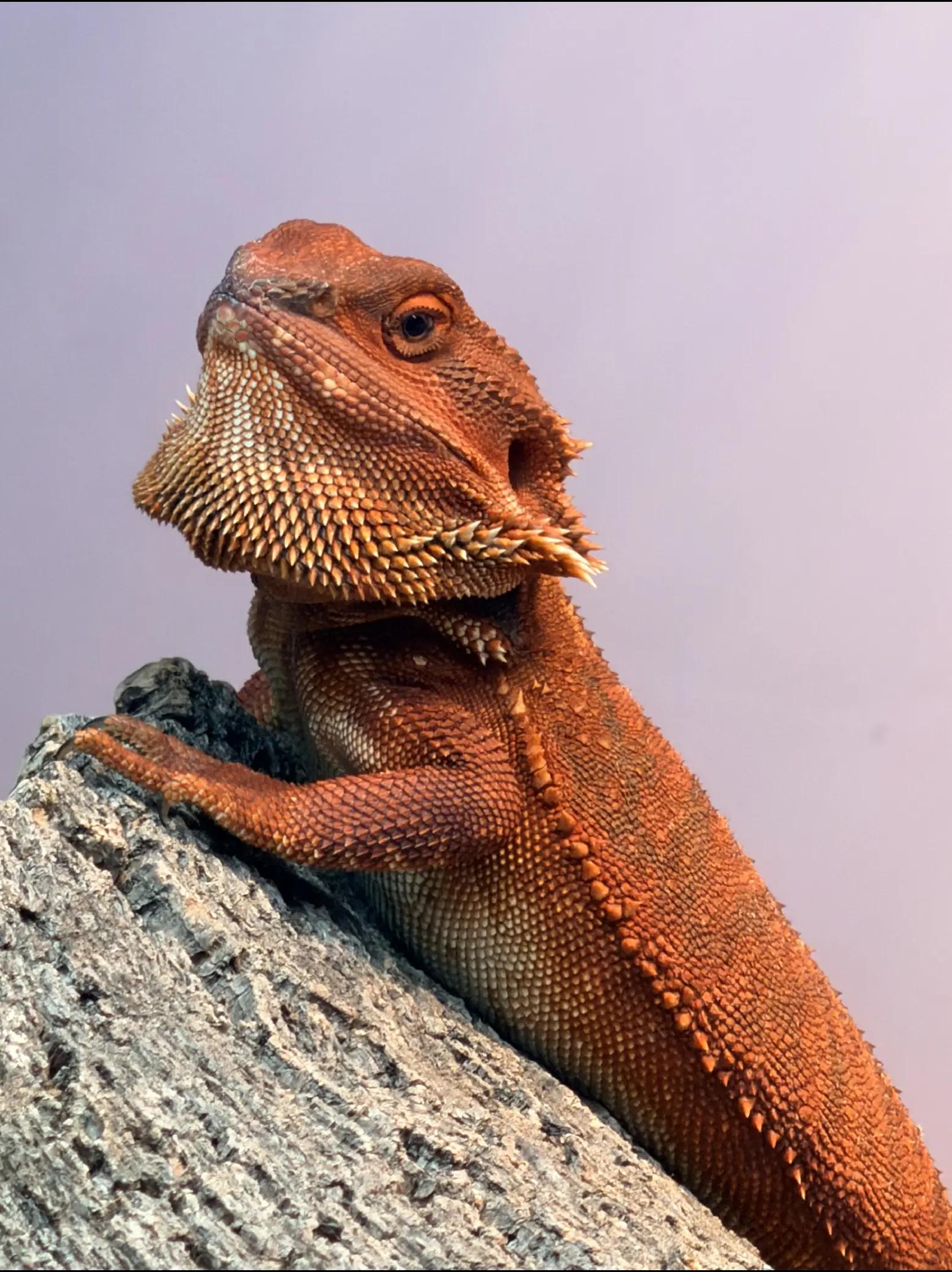 @Roundtabledragons