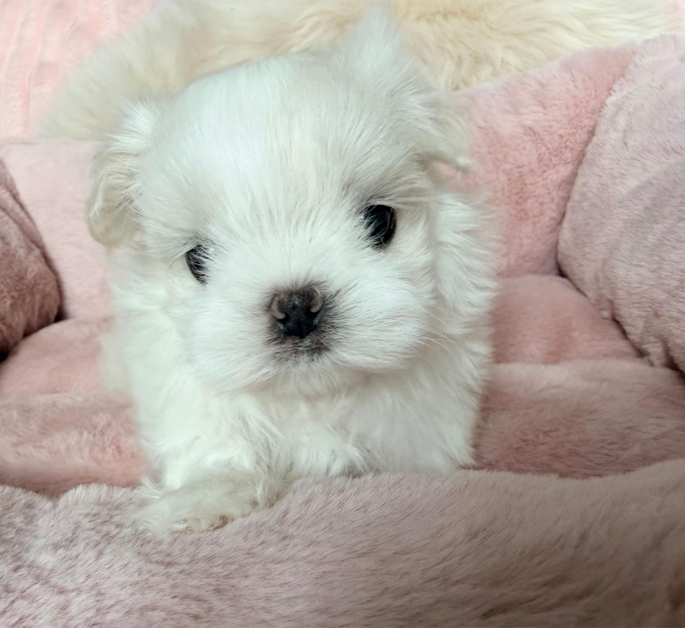 @Bambelina Maltese