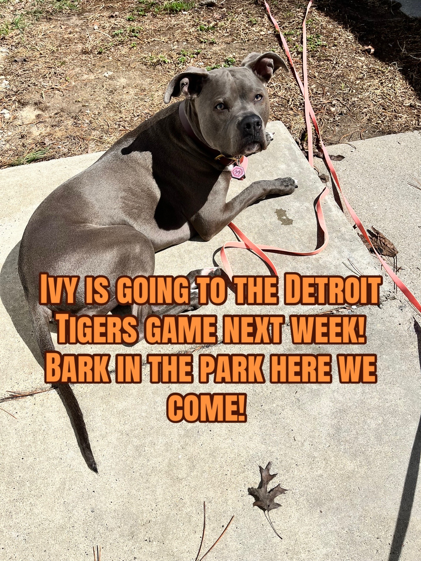@Ivy the pitty