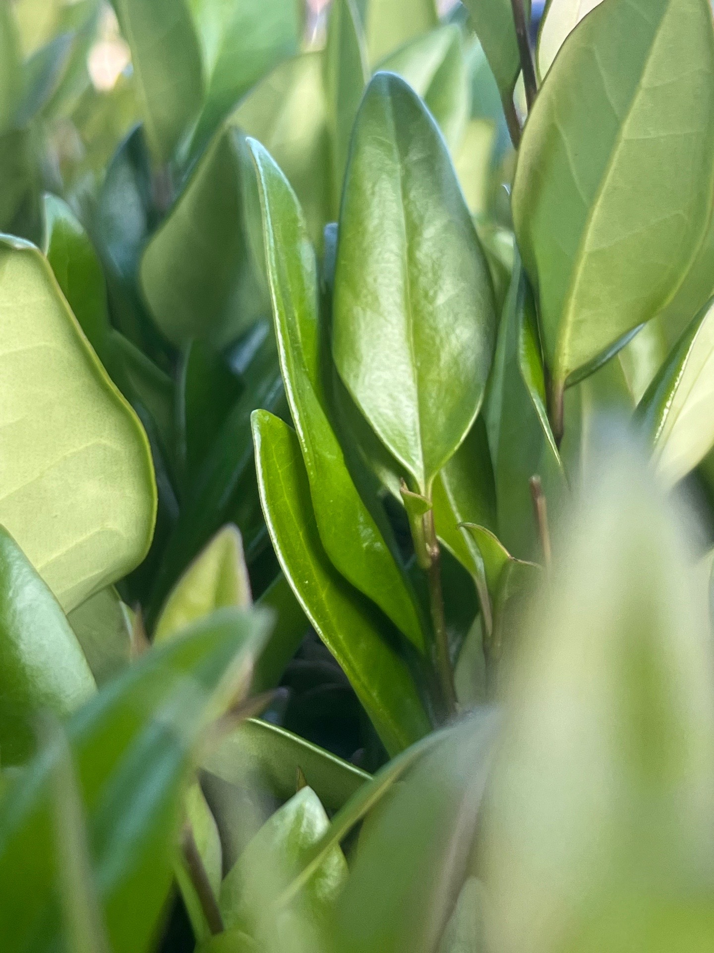 @greenembryo