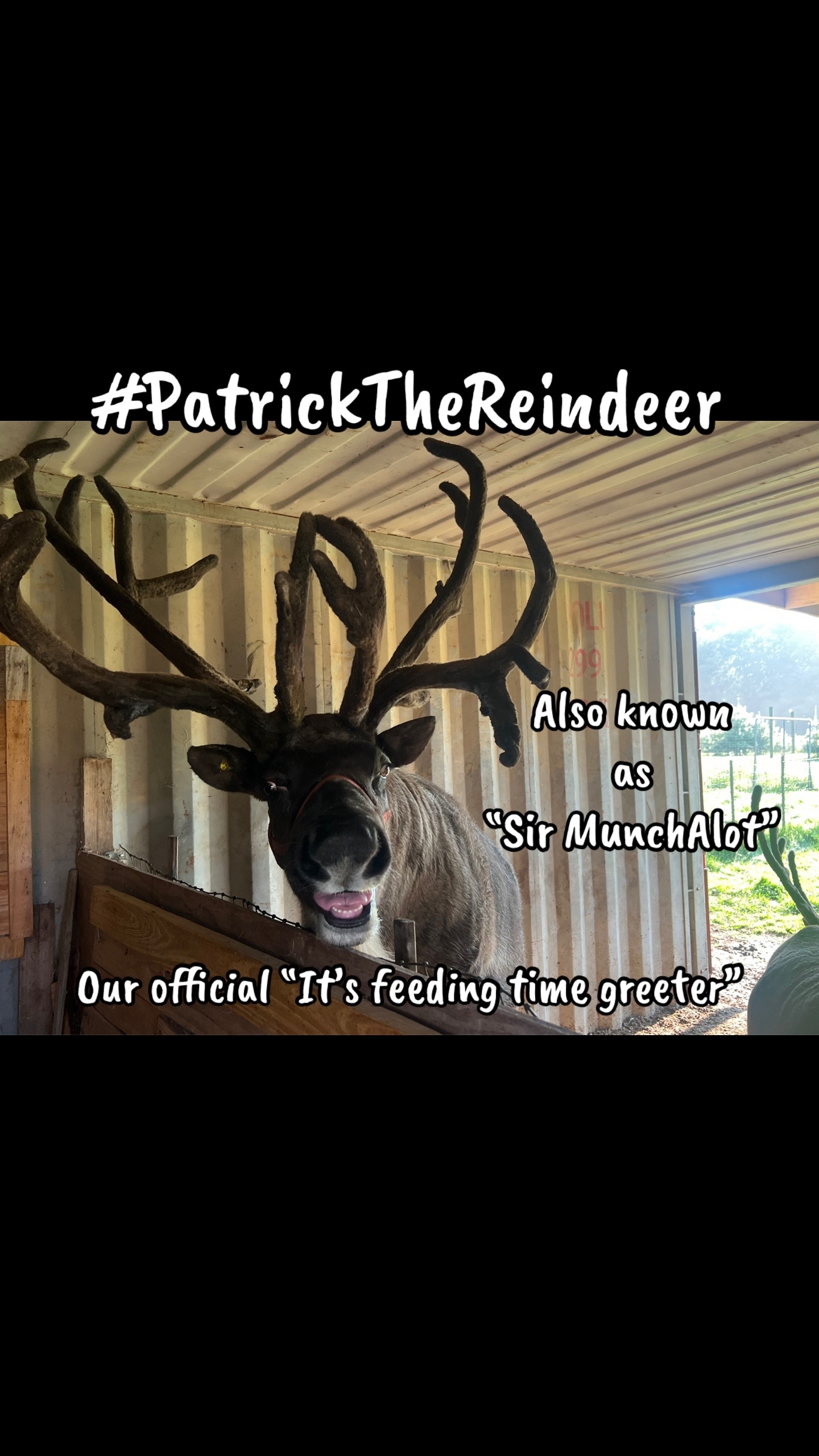 @ReindeerMagicLady
