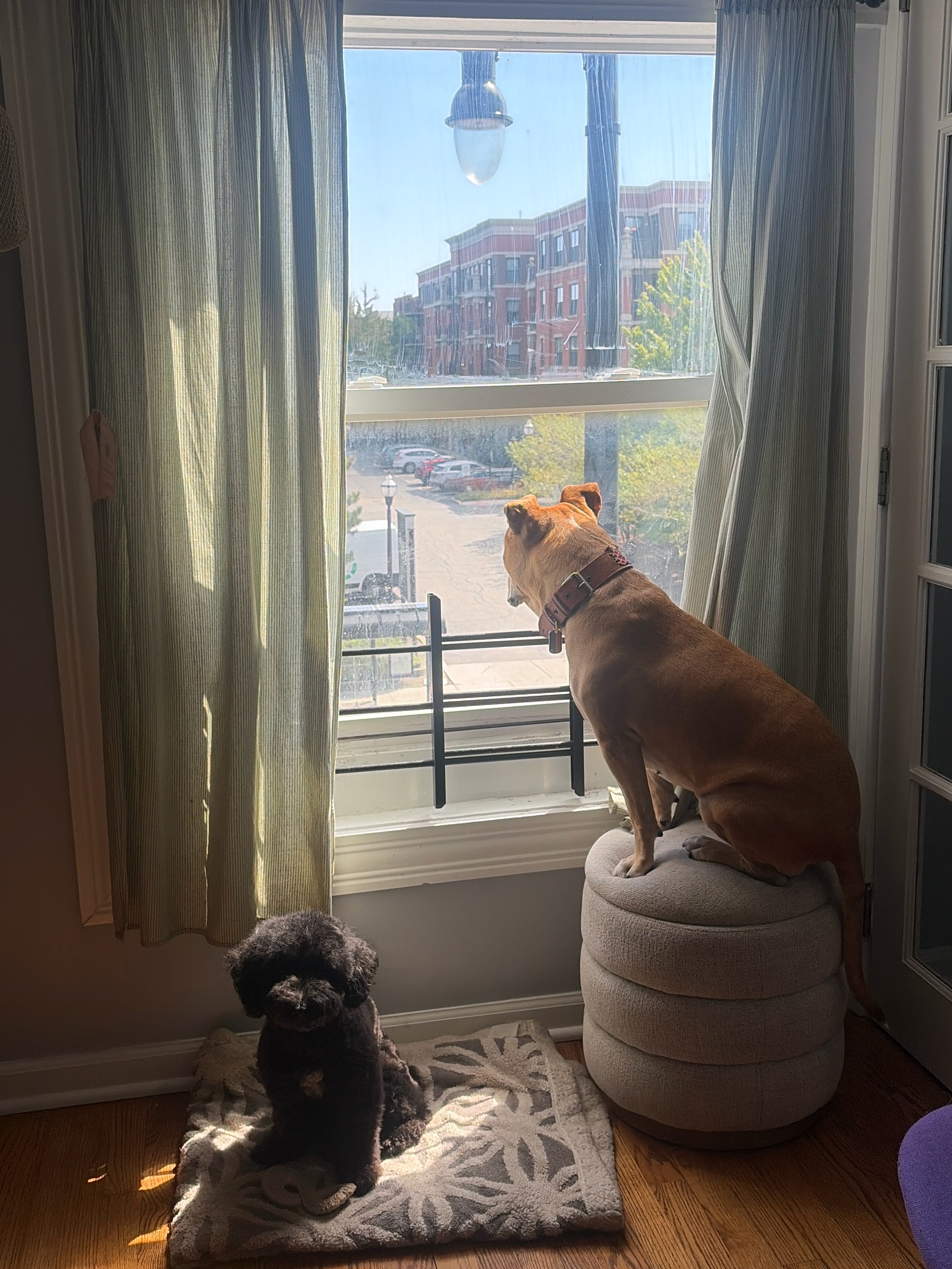 @dogstrainjen