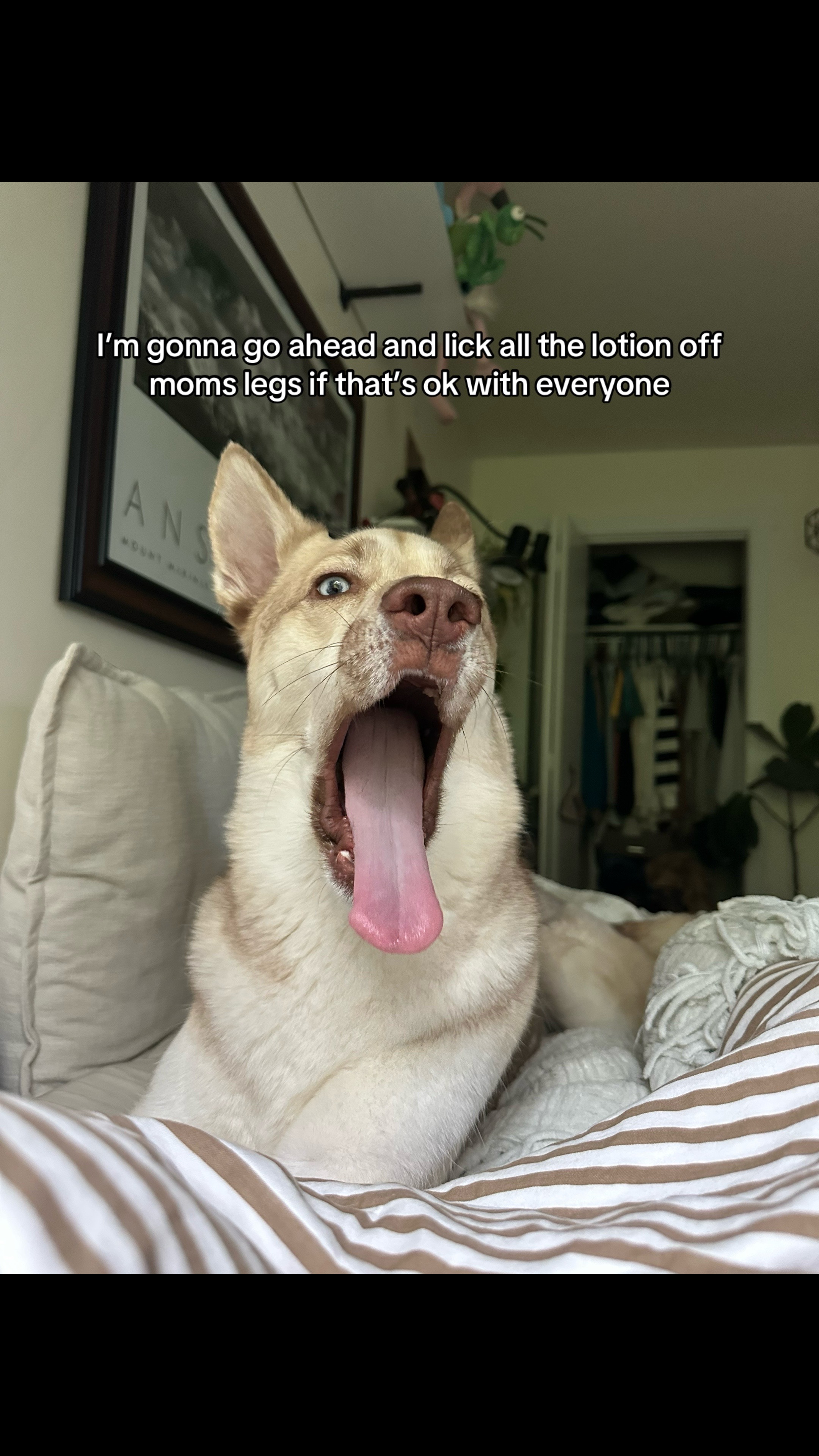 @Finn the Shepsky