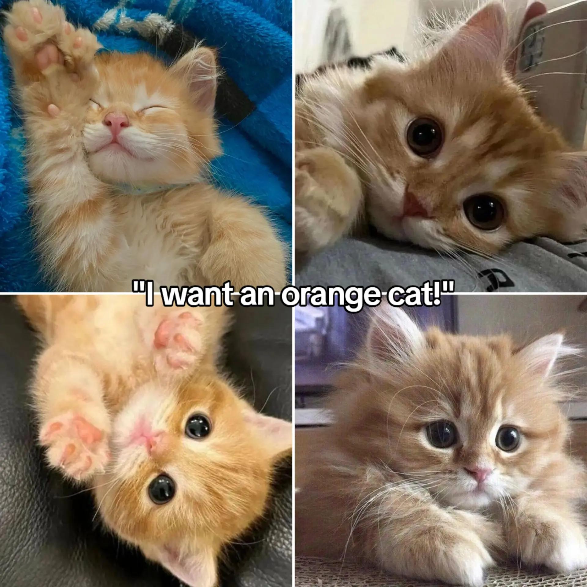 @🐾꣑ᴘᴀɴᴅᴀ!𐙚