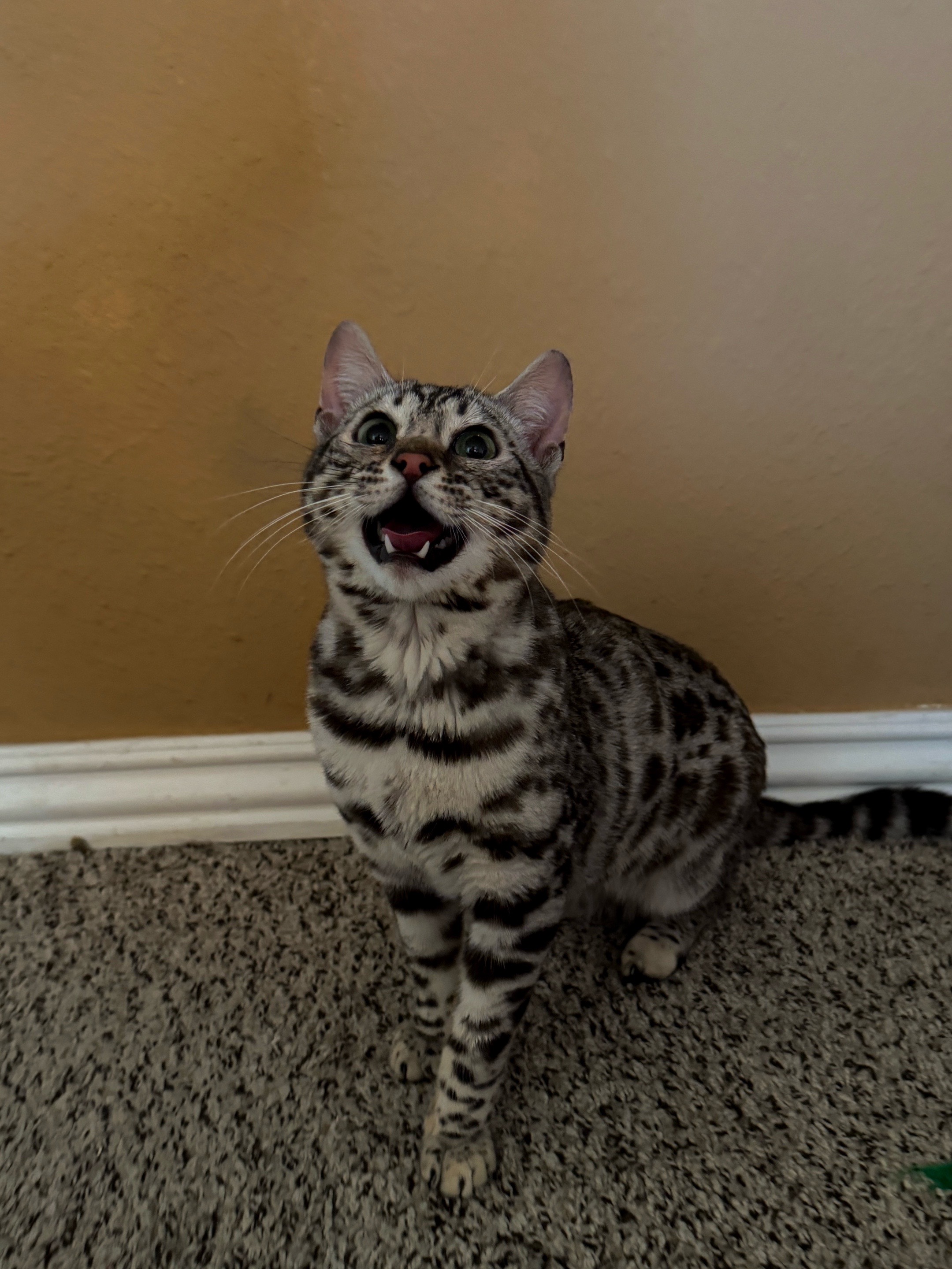 @Obi & Daisy The Bengals 🐆🐾