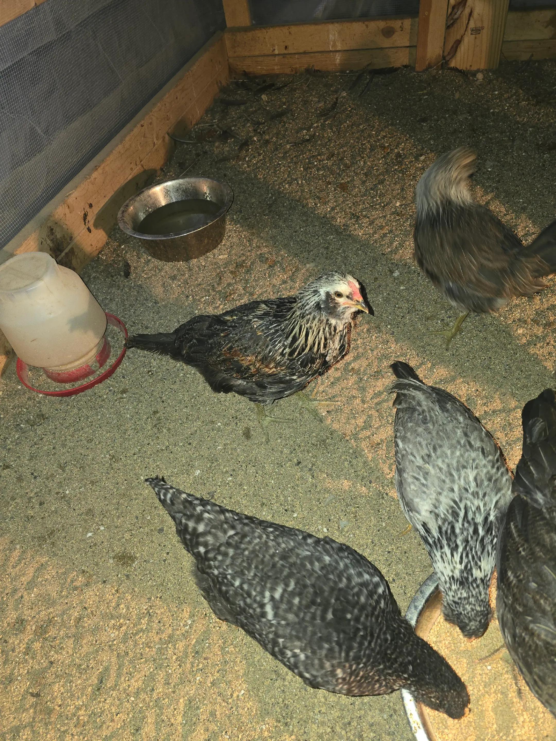 @2nd_Amend_Pasture_Raised_Eggs