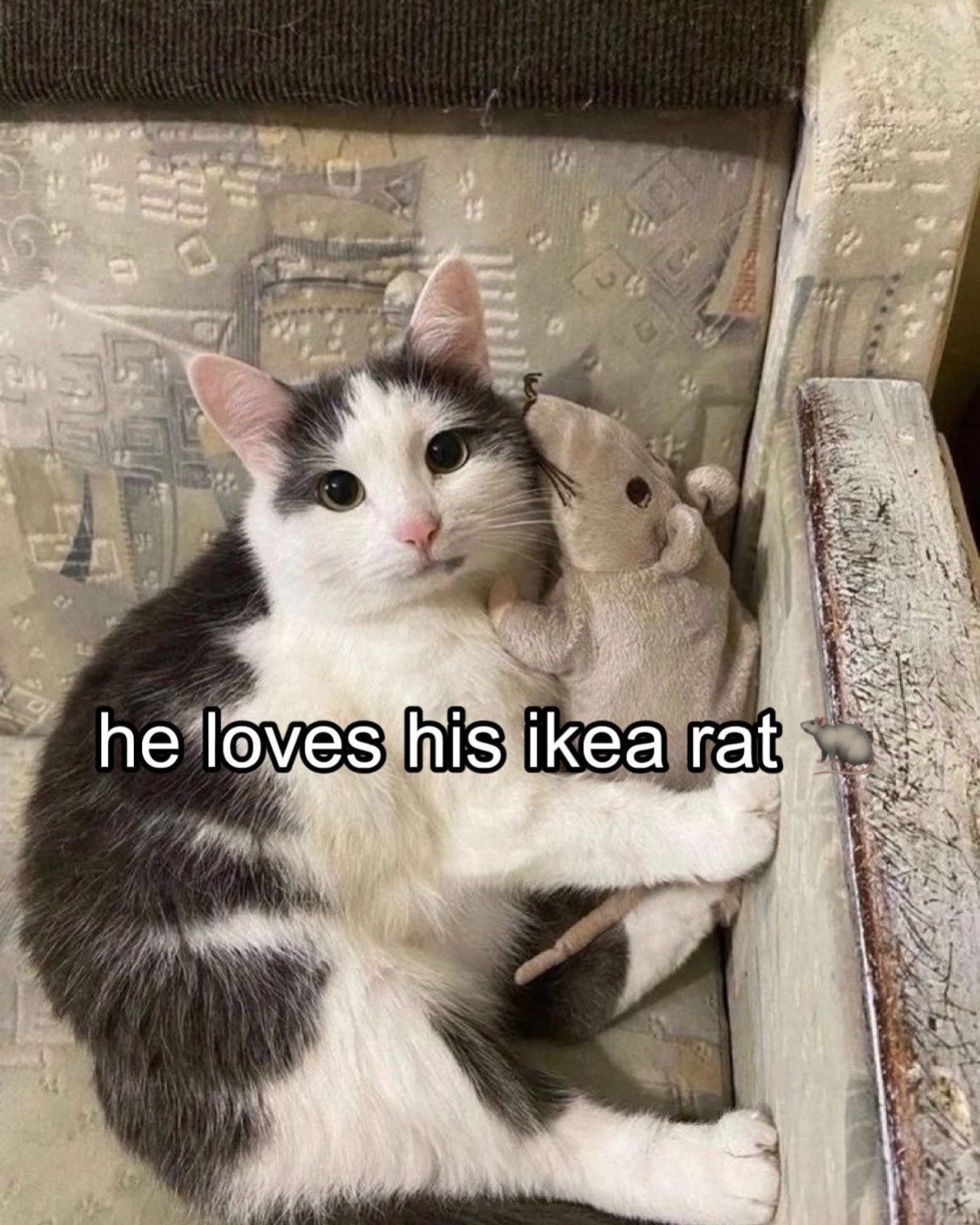 @cat memes