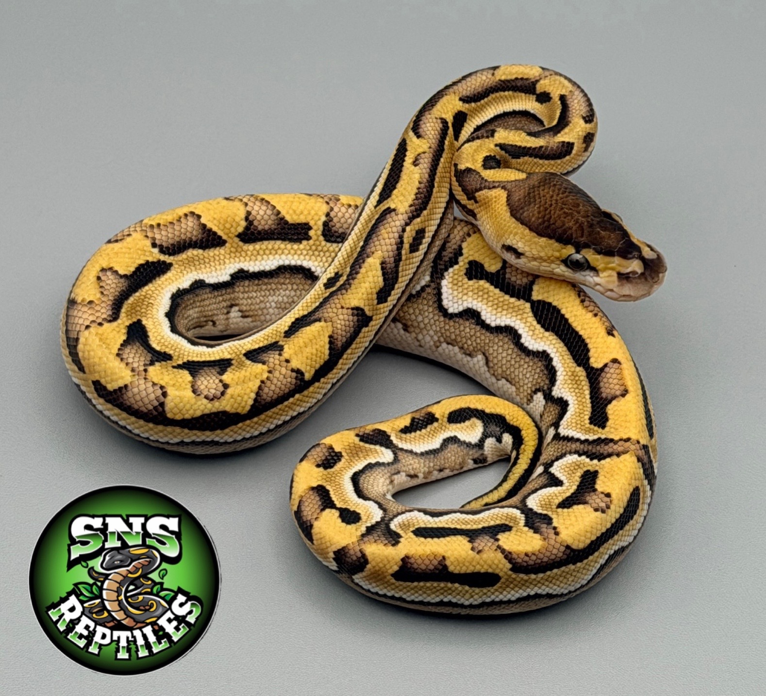 @SNS Reptiles