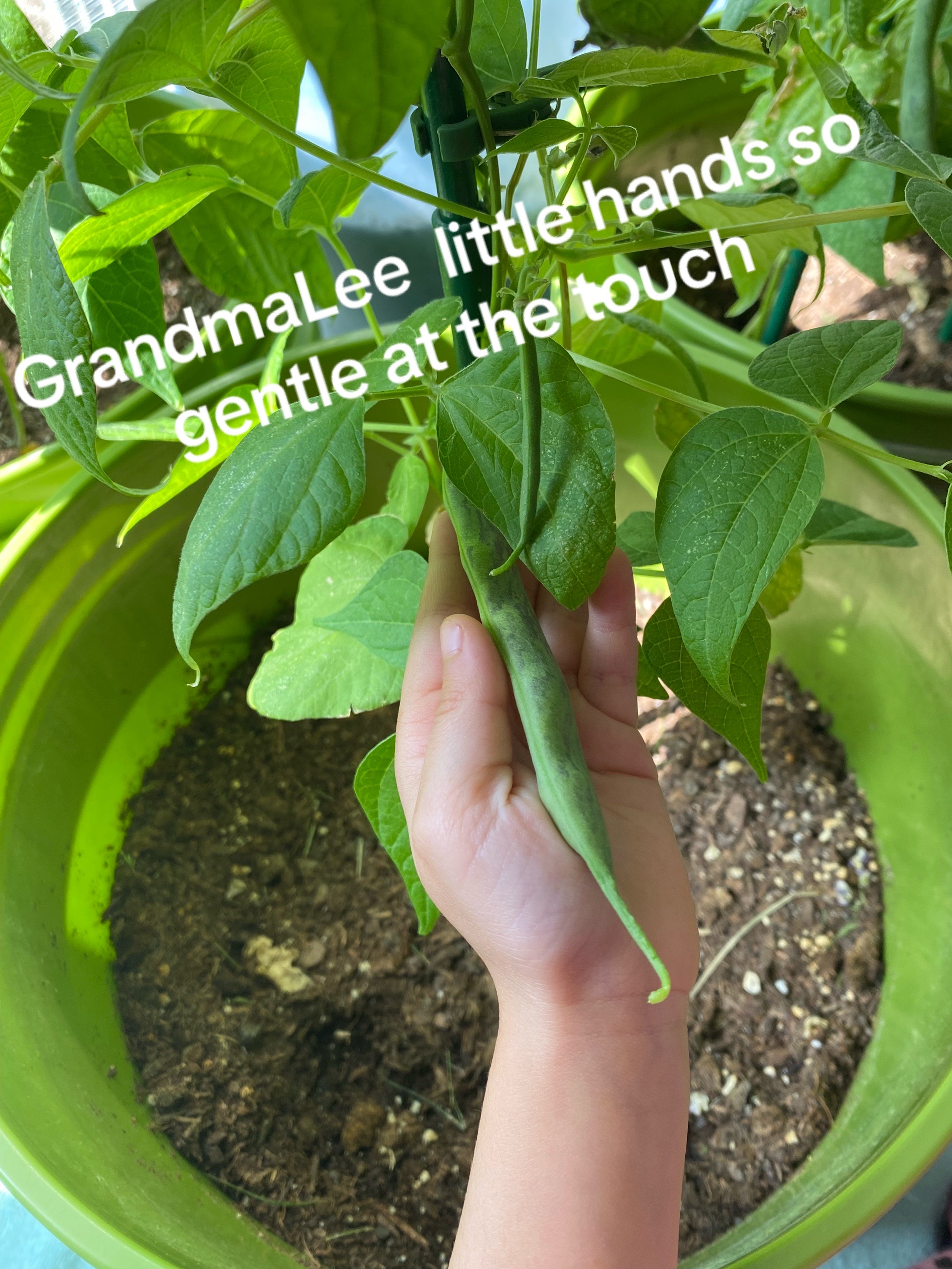 @Grandma Lee