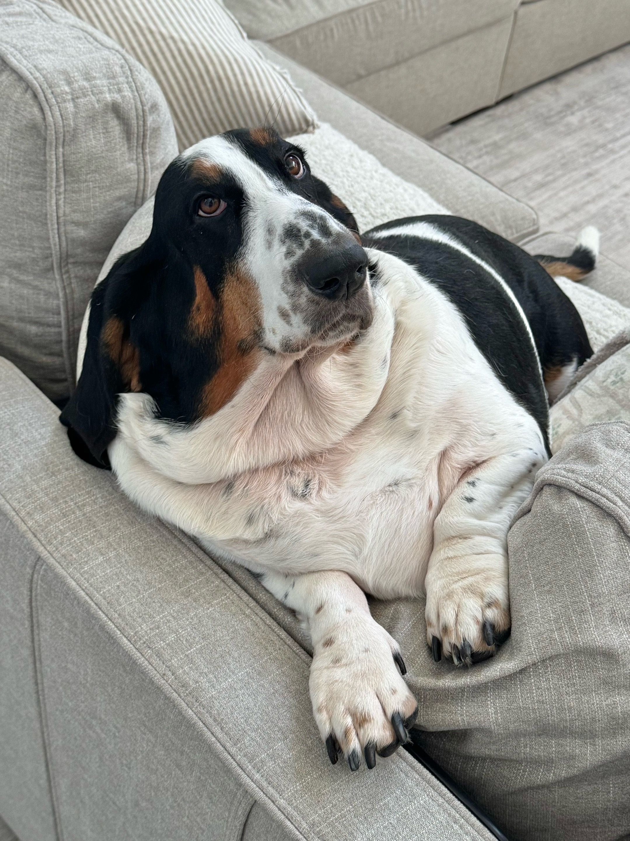 @🐾BillieBasset🐾
