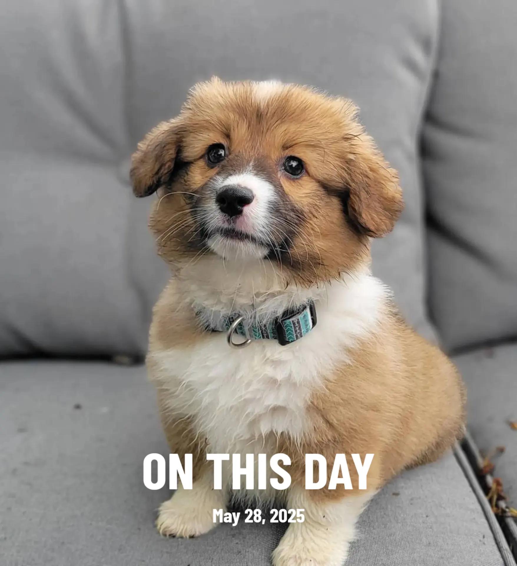 @J&R Shepherds & Corgis