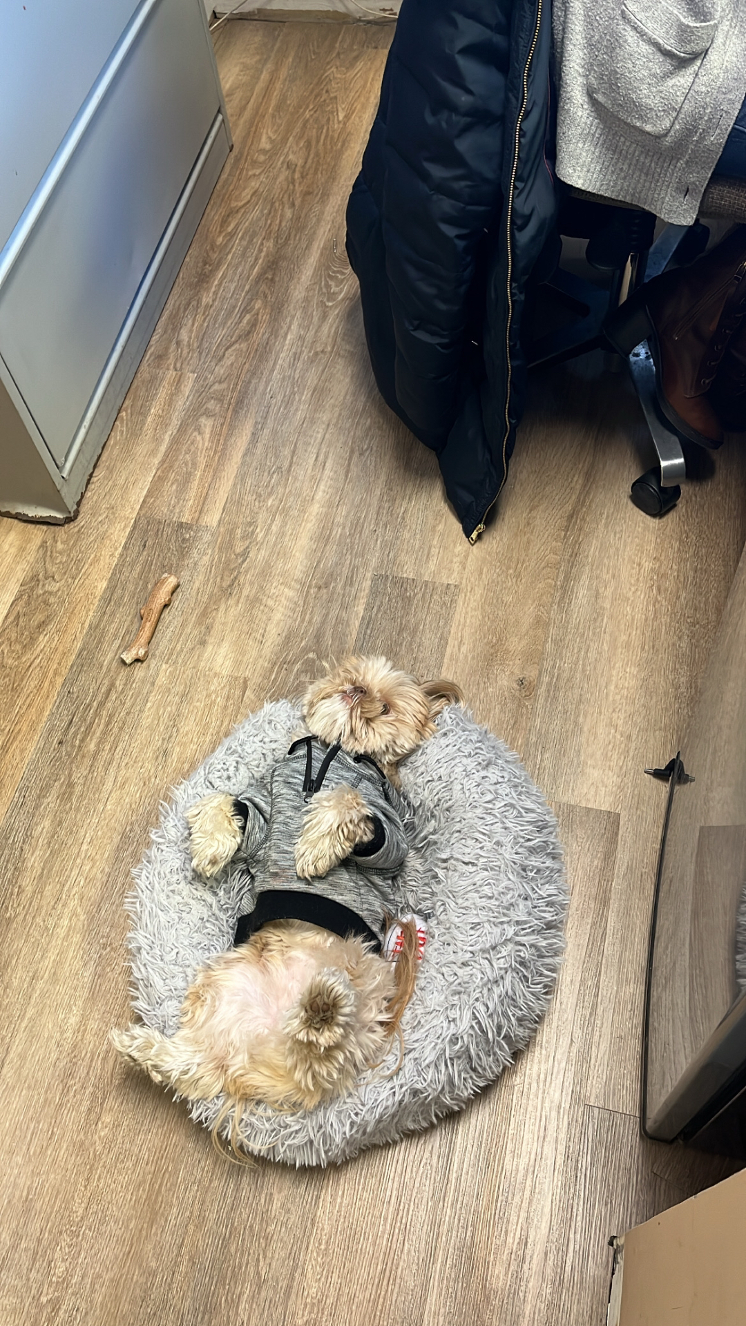 @Dr. Max and Ollie 🐶