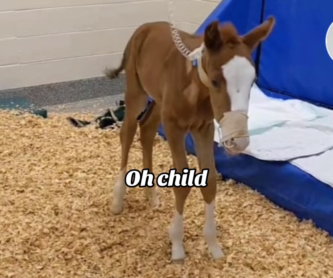 @that-horsechick