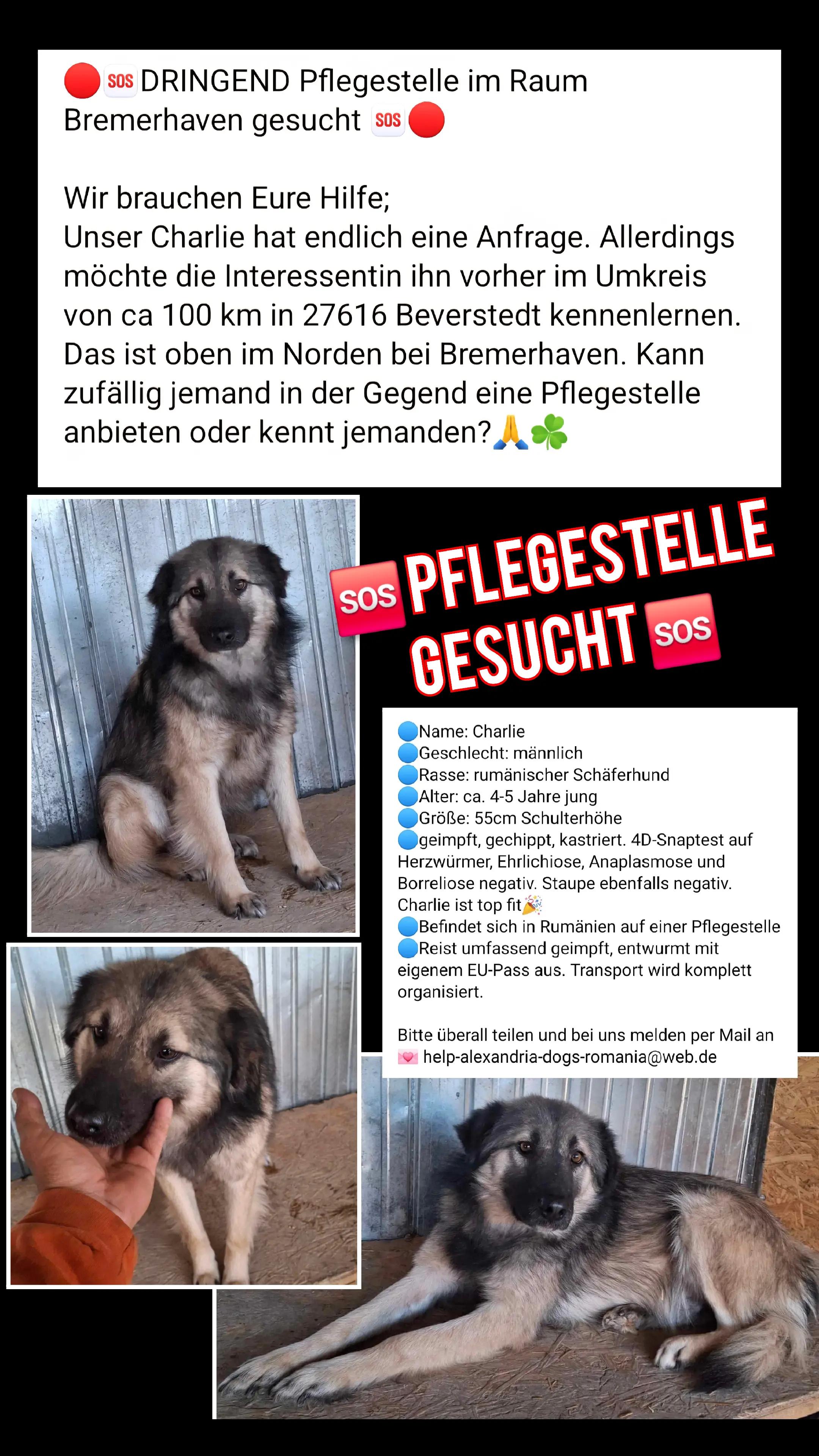 @rescuersalexandria