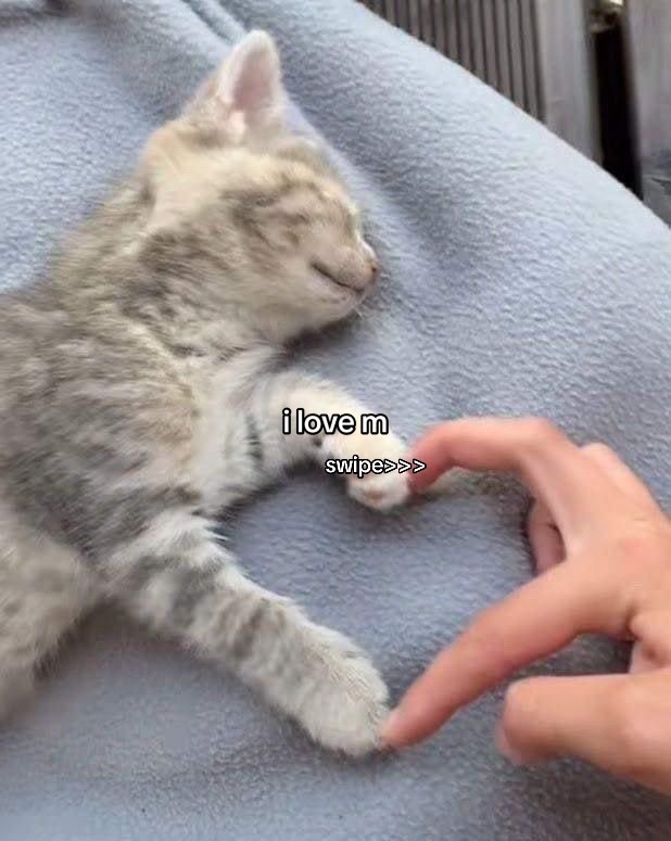 @ᥫ᭡