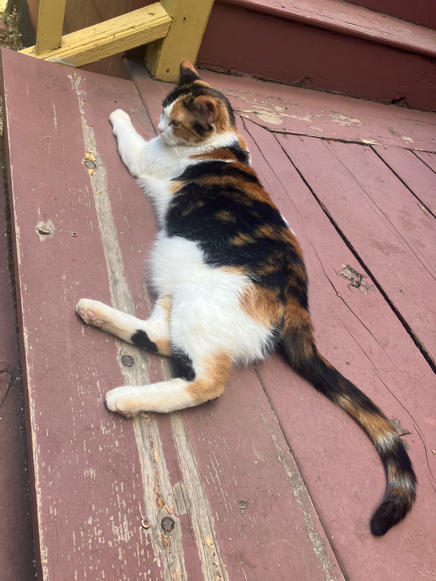 @sweetiethecalicocat