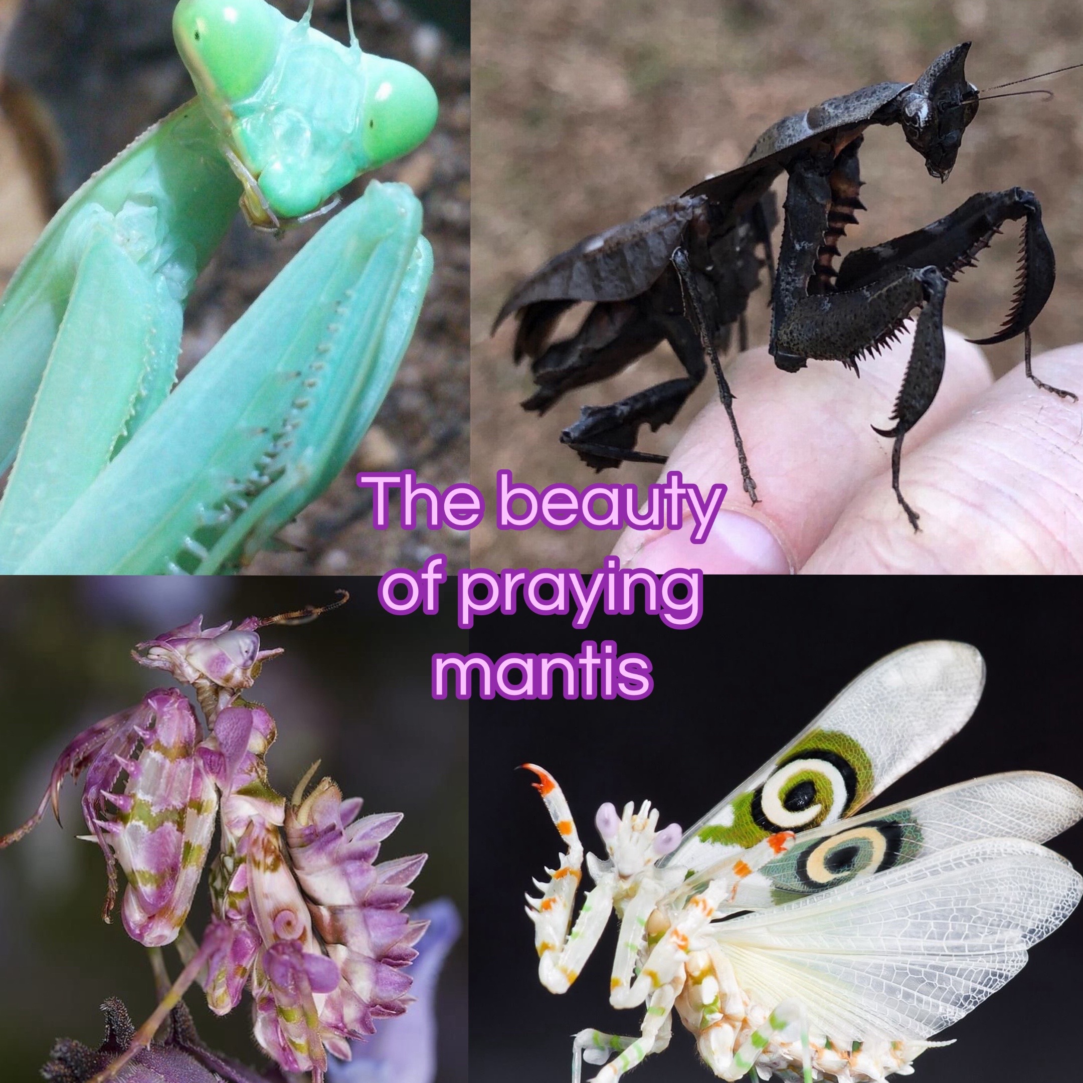 @🪲🐛Rain’s Exotic Pets🦗🐞