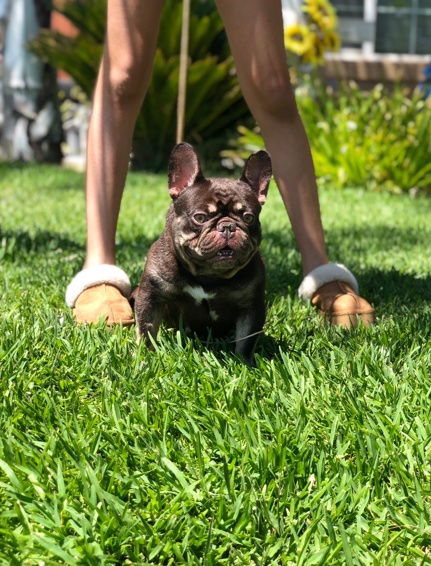 @rb_frenchies559